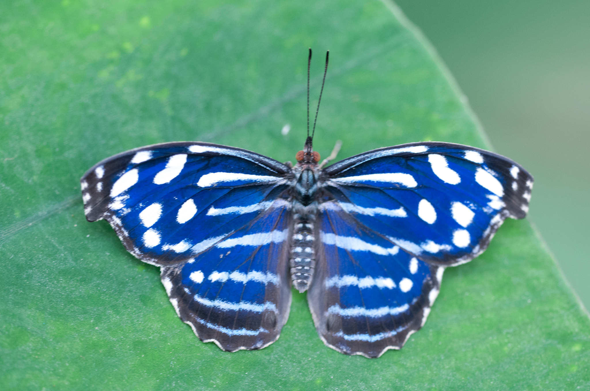Nikon D300S sample photo. Myscelia cyaniris butterfly photography