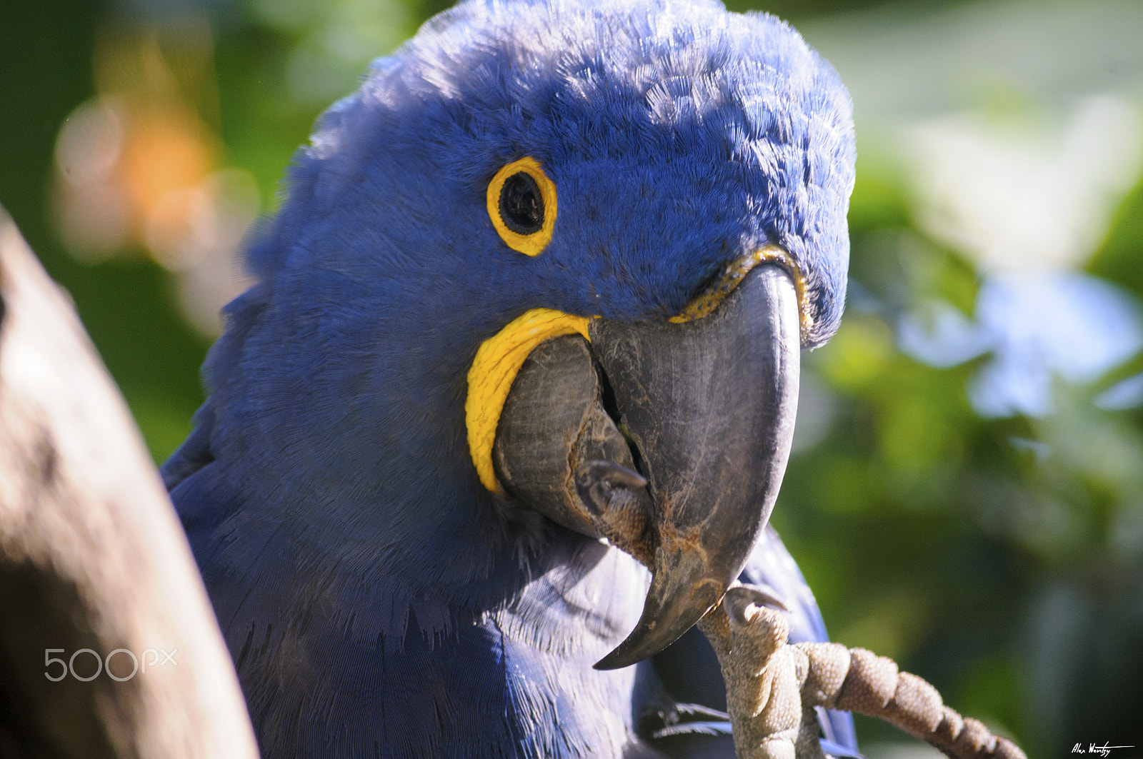 Nikon D300 sample photo. Blue ara photography