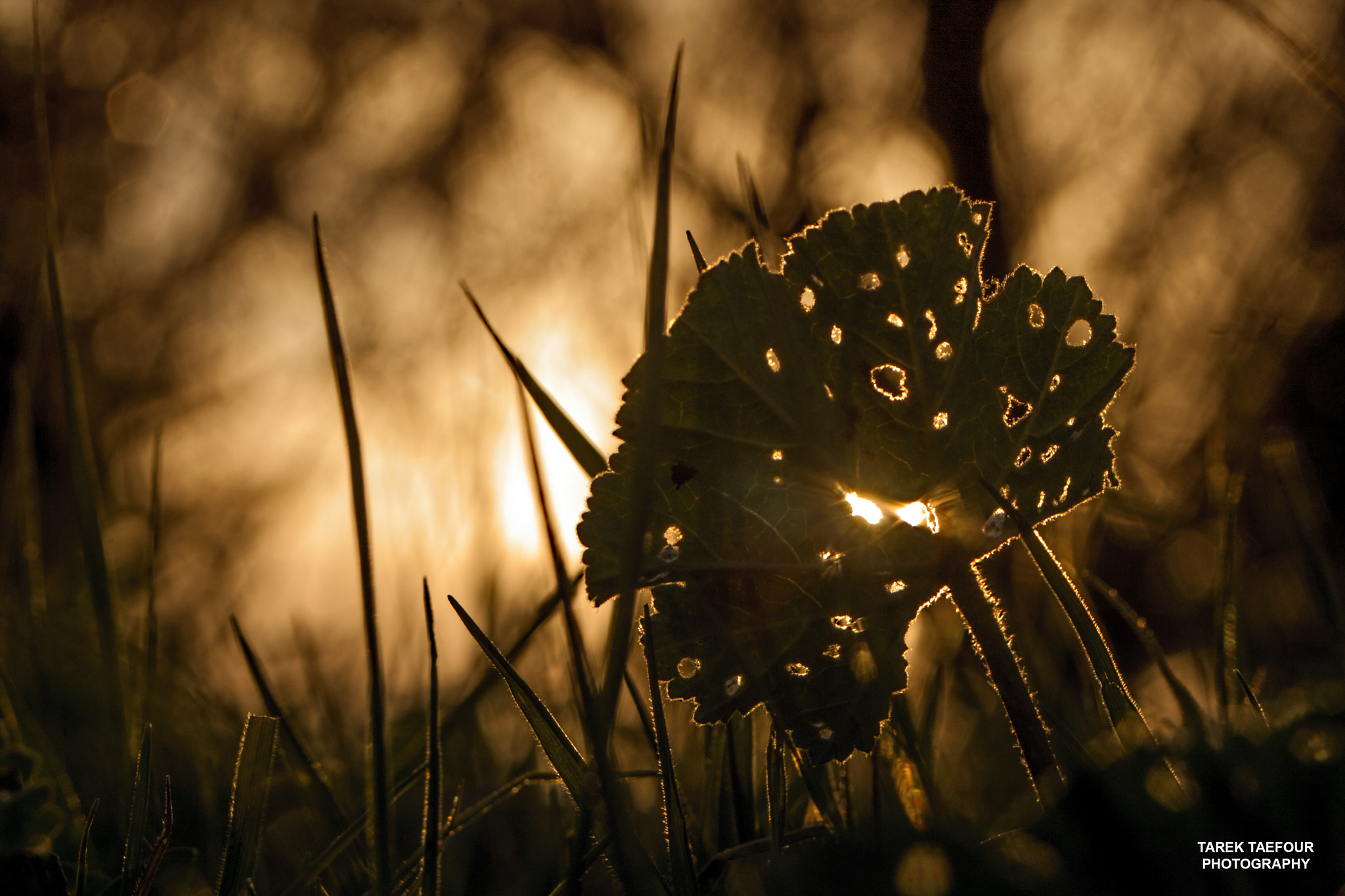 Canon EF 28-80mm f/3.5-5.6 sample photo. Punctures of the life photography