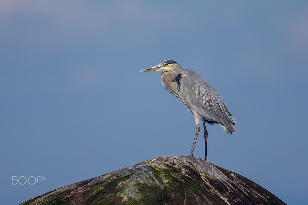 Canon EF 500mm F4L IS USM sample photo. Blue heron photography