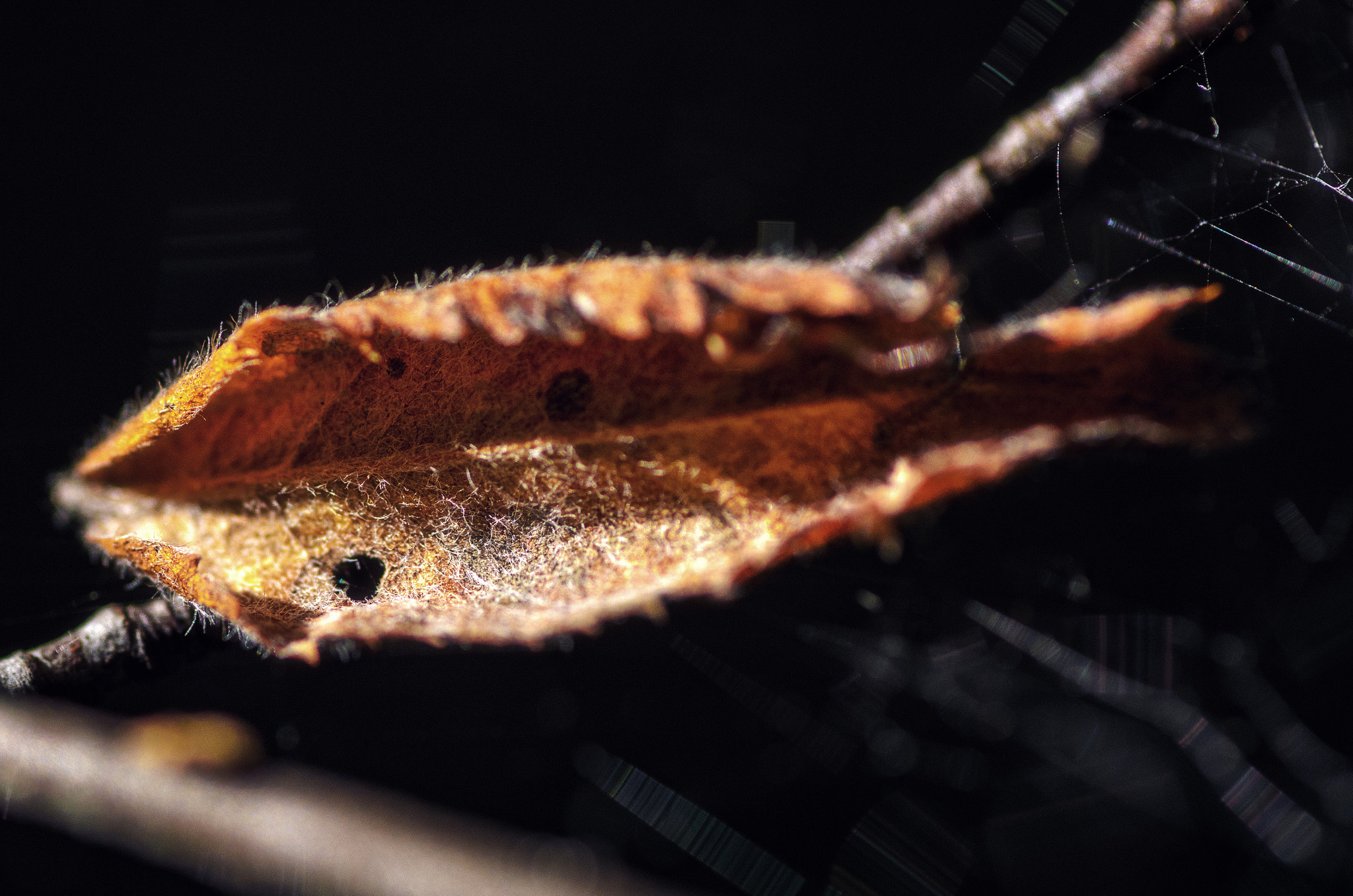 Tokina AT-X Pro 100mm F2.8 Macro sample photo. Spiders sofa photography