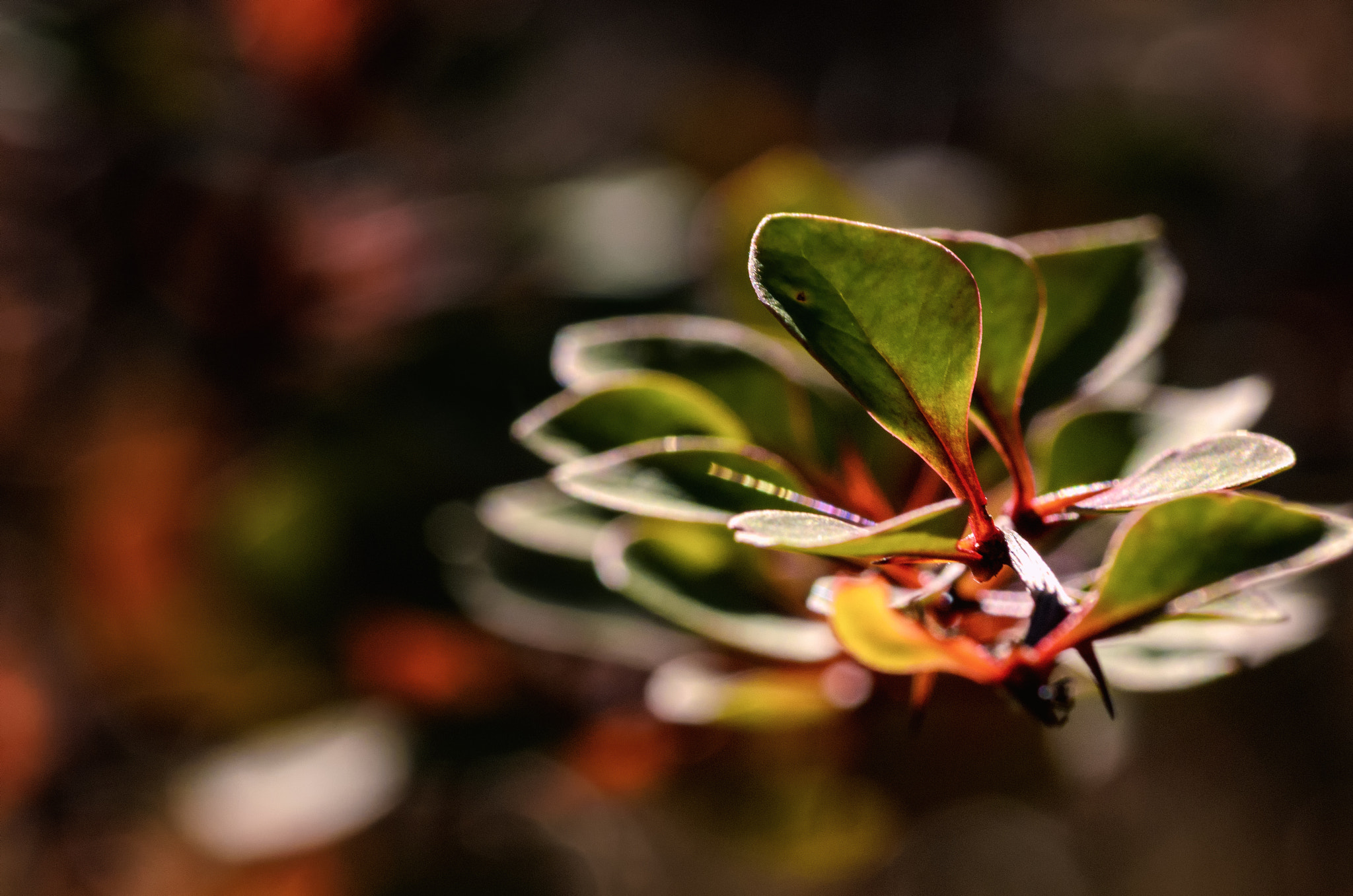 Tokina AT-X Pro 100mm F2.8 Macro sample photo. Berberis photography