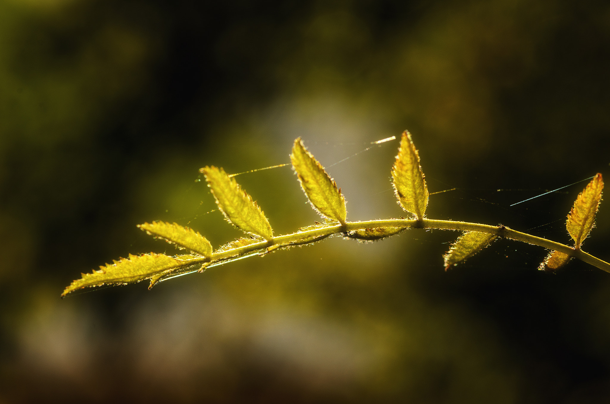 Tokina AT-X Pro 100mm F2.8 Macro sample photo. Iluminated photography