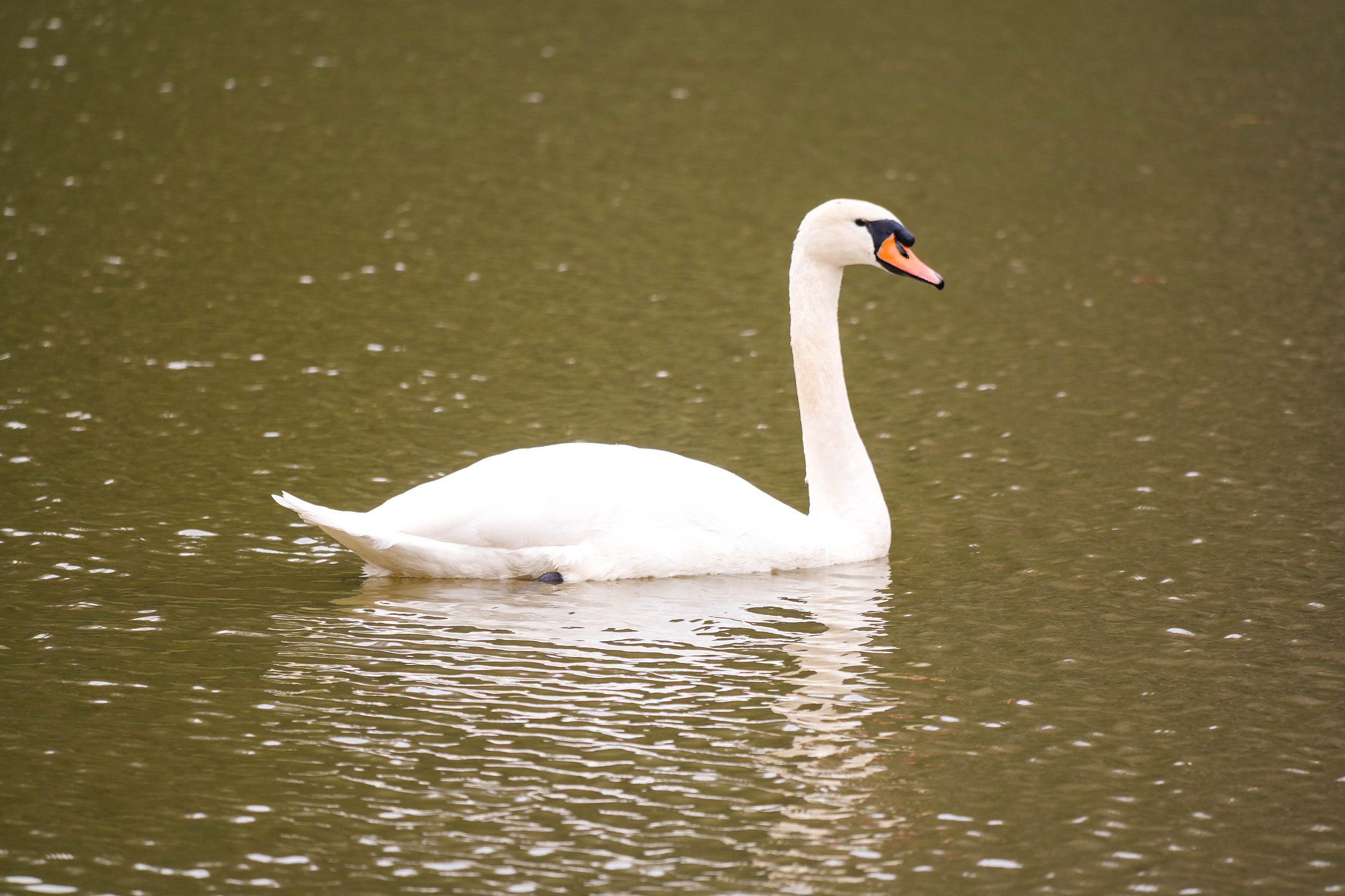 Samsung NX30 + NX 50-200mm F4-5.6 sample photo. Swan in a lake photography