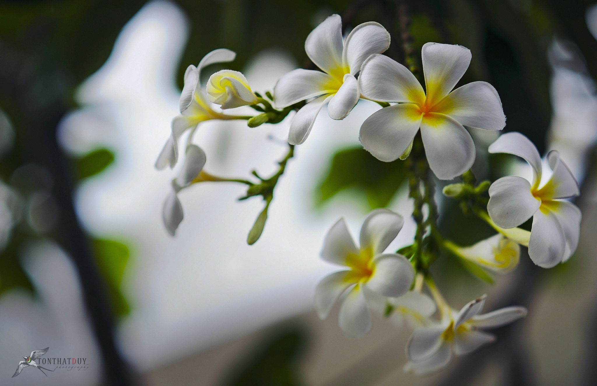 Nikon D700 sample photo. Frangipani photography