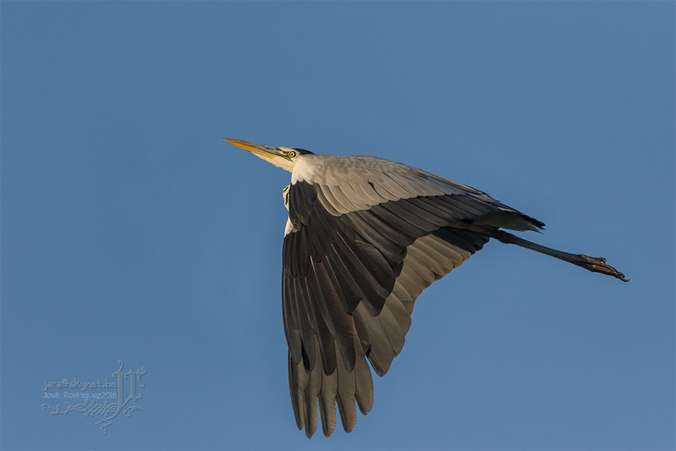 Canon EOS 7D Mark II + Canon EF 300mm F2.8L IS USM sample photo. Heron_4a7a2128 photography
