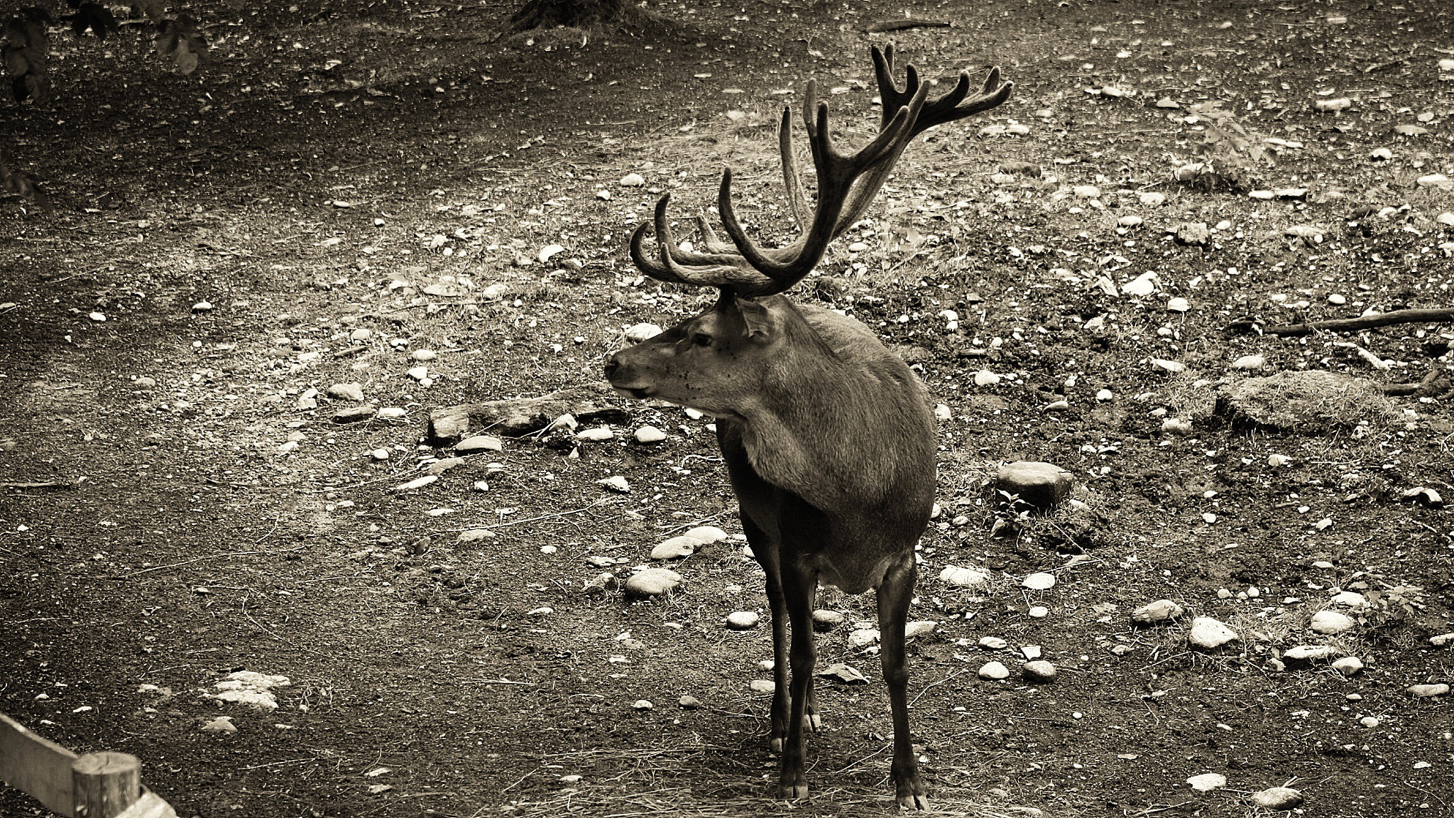 Canon EF 75-300mm f/4-5.6 USM sample photo. Le cerf photography