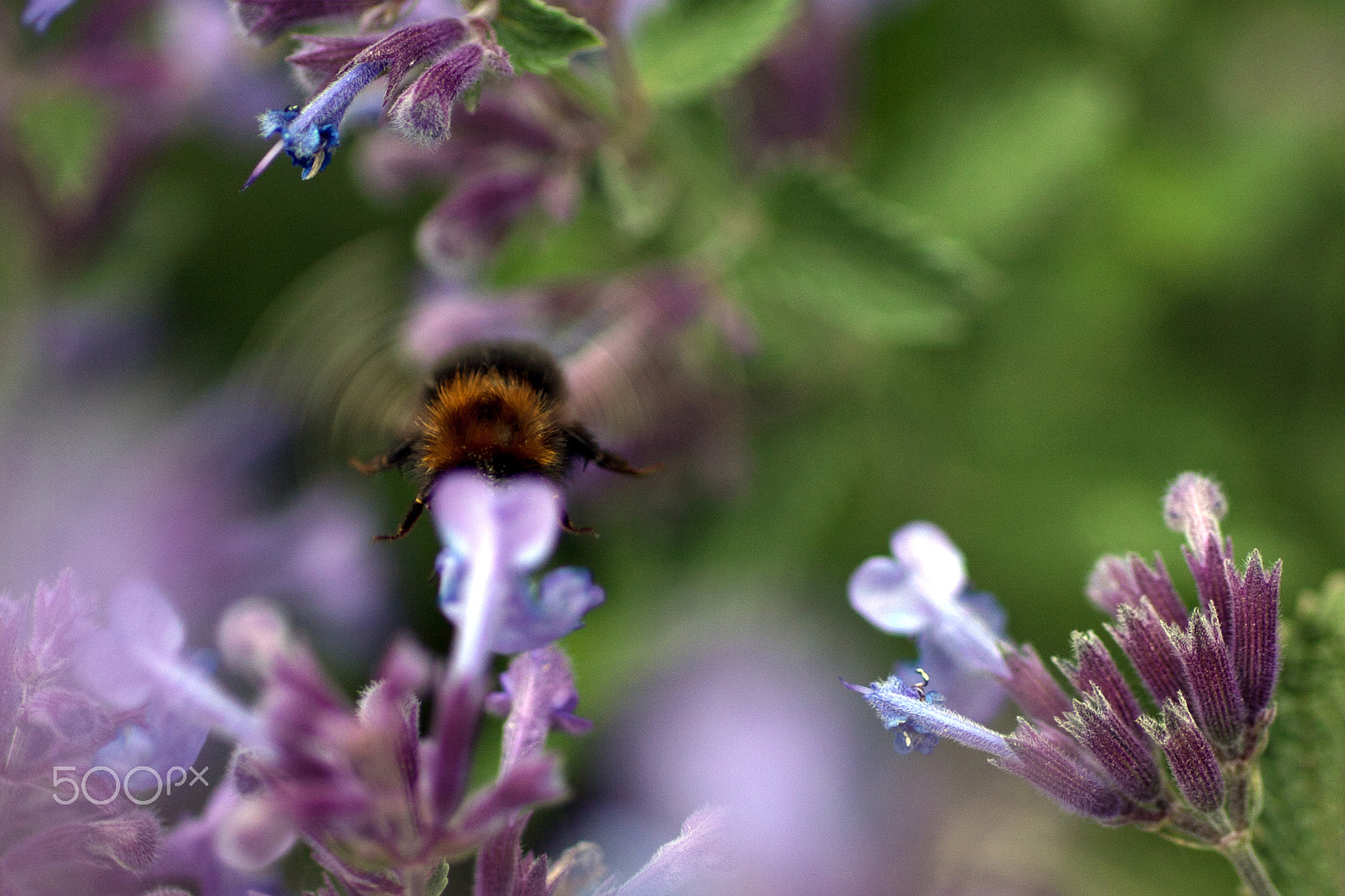 Sigma 70mm F2.8 EX DG Macro sample photo. Hommel druk bezig photography