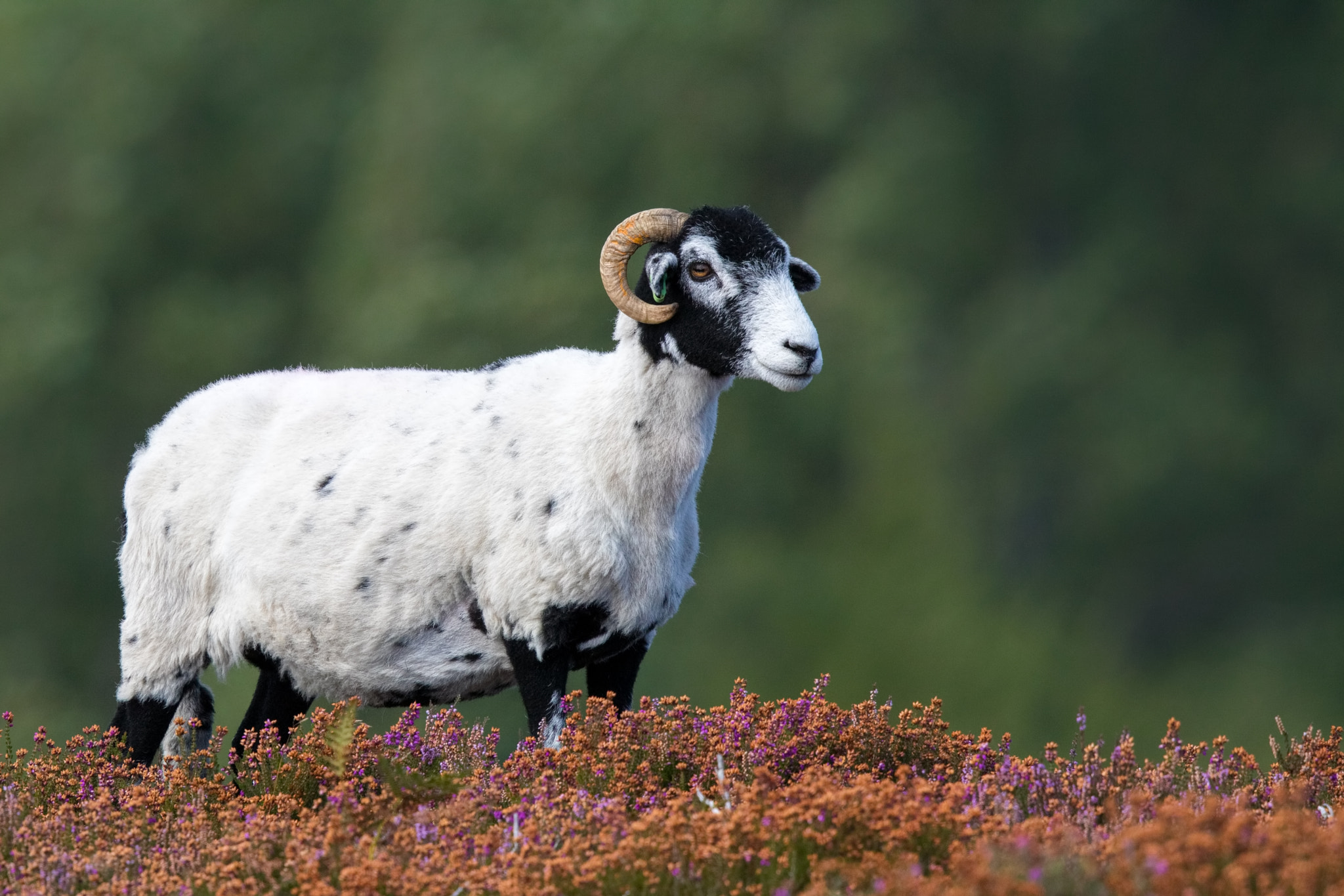 Canon EF 500mm F4L IS II USM sample photo. Ram on the heather photography