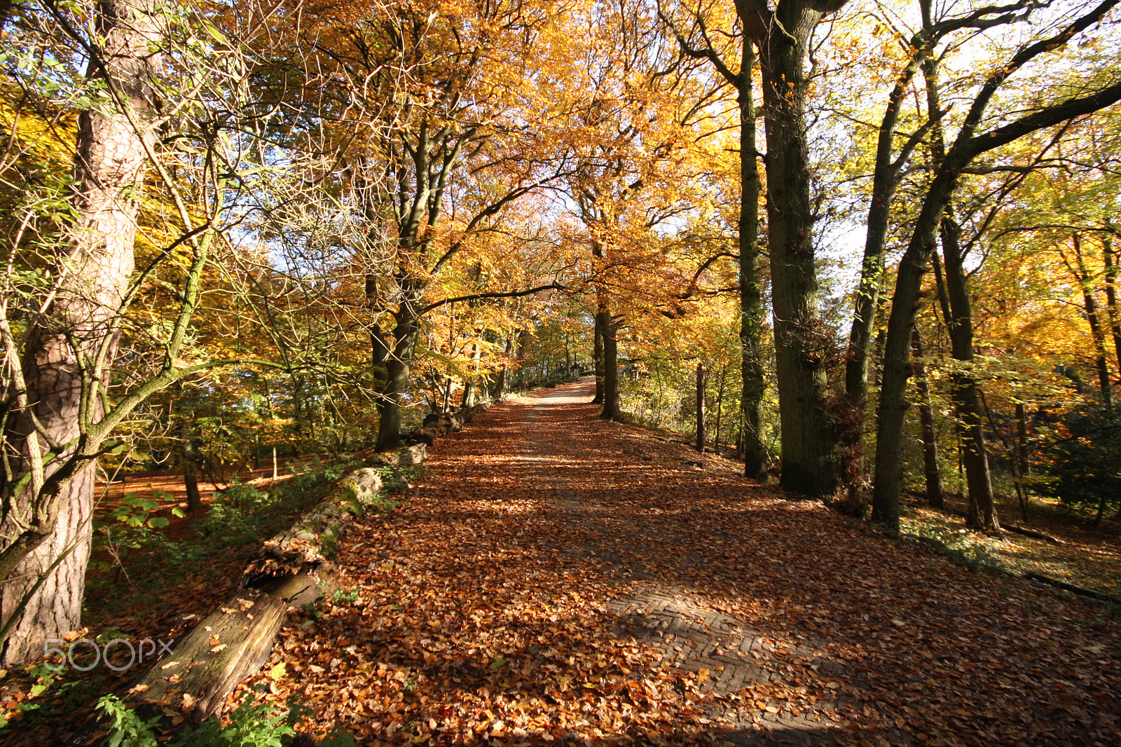 Canon EOS 40D + Sigma 10-20mm F4-5.6 EX DC HSM sample photo. Autumn in the park photography