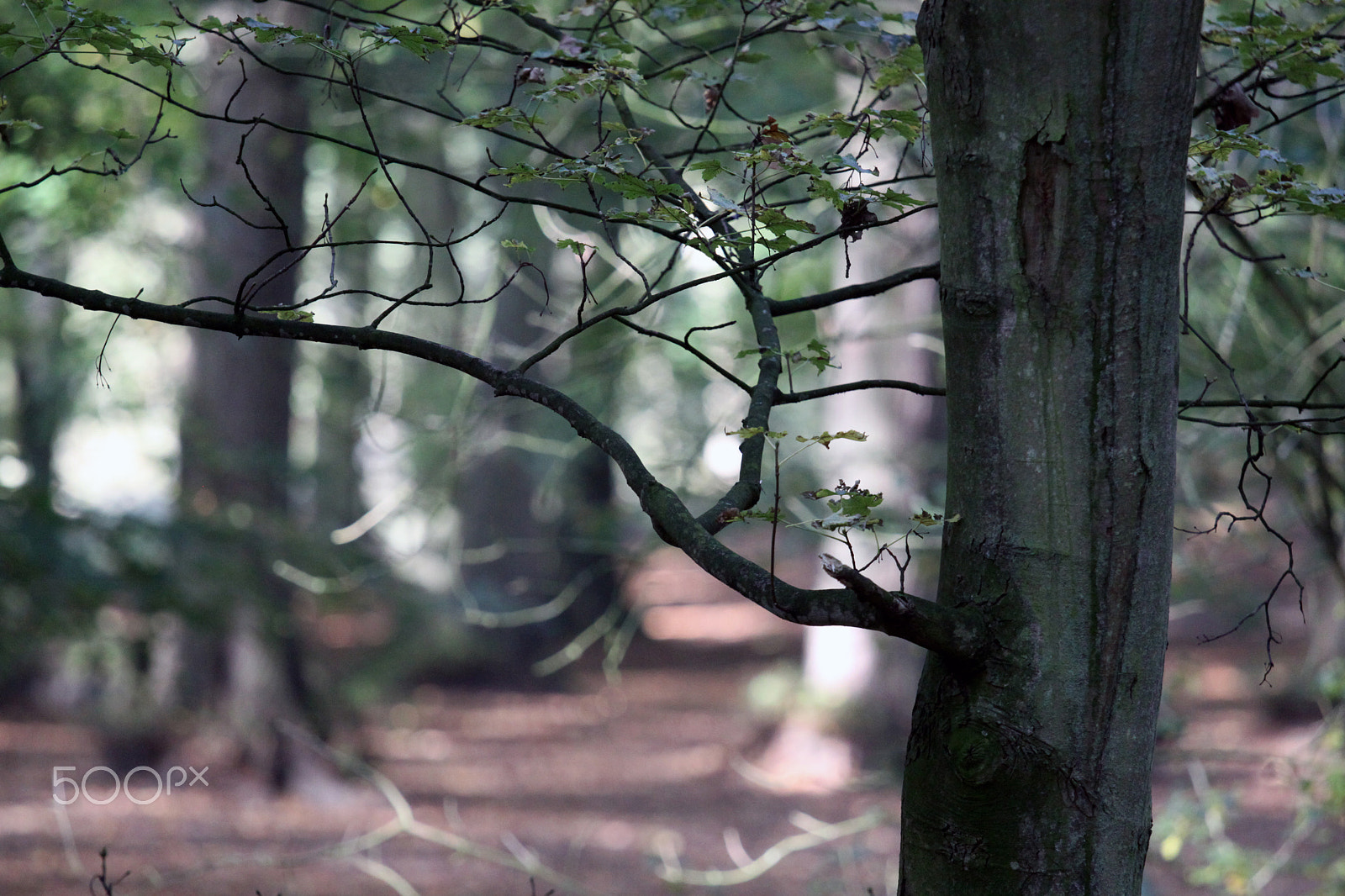 Canon EOS 50D + Canon EF 70-200mm F4L IS USM sample photo. Diepte photography