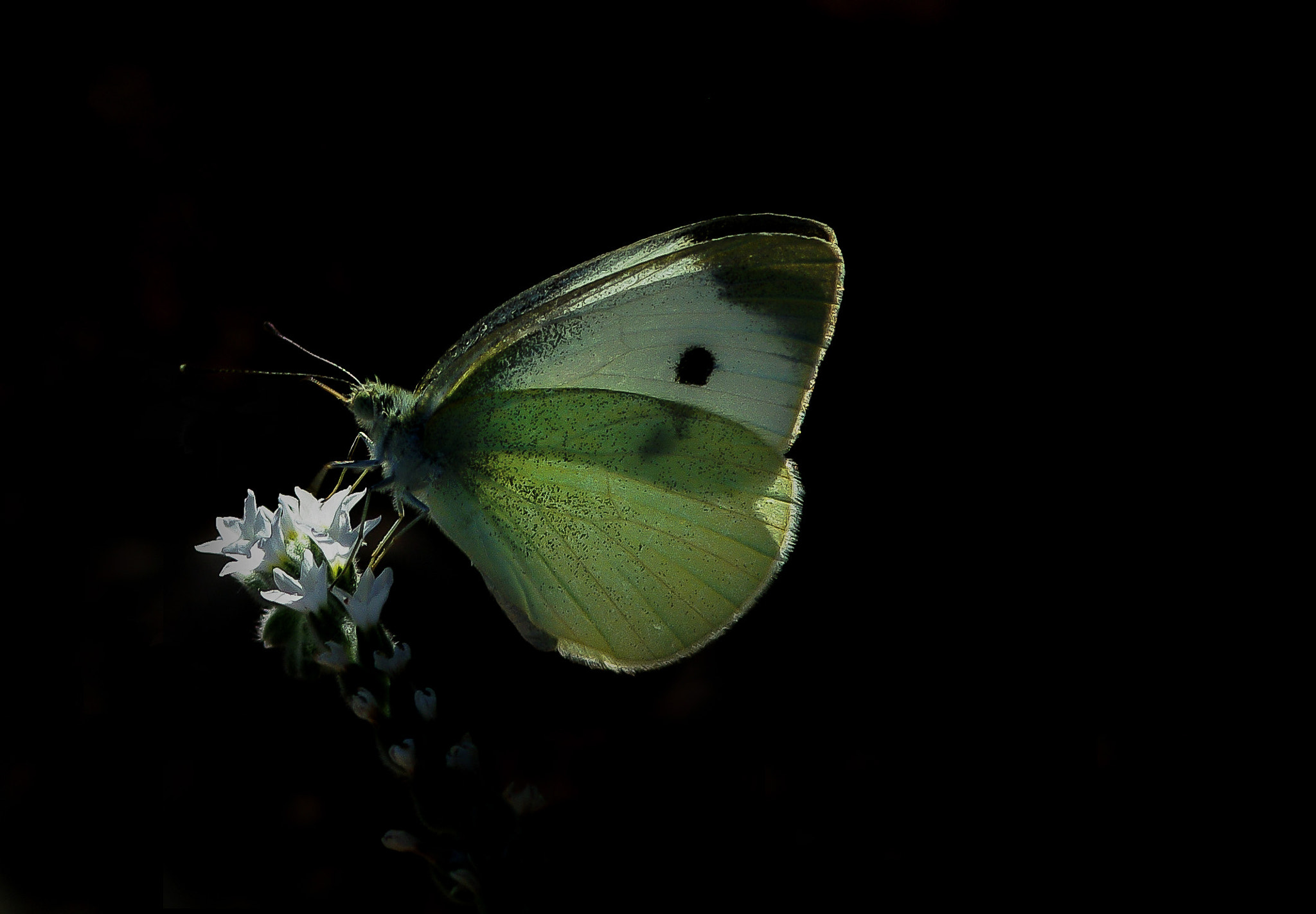 Pentax K20D sample photo. Buterfly light photography