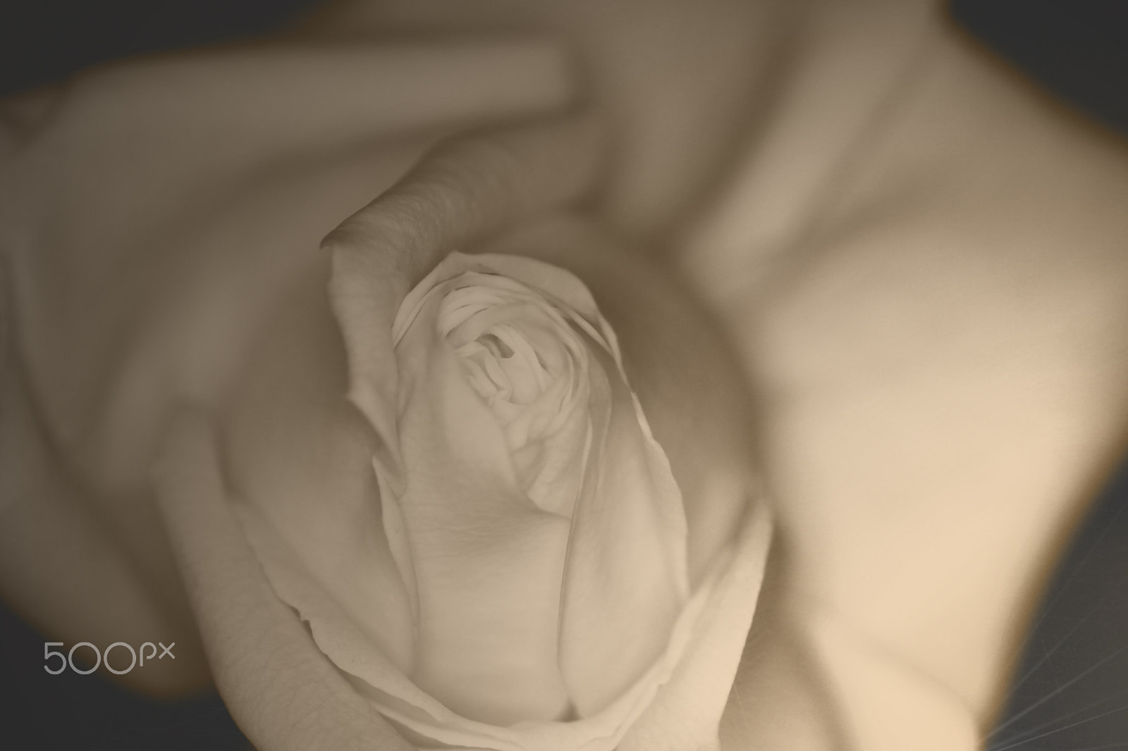 Canon EOS 50D + Sigma 70mm F2.8 EX DG Macro sample photo. White rose photography