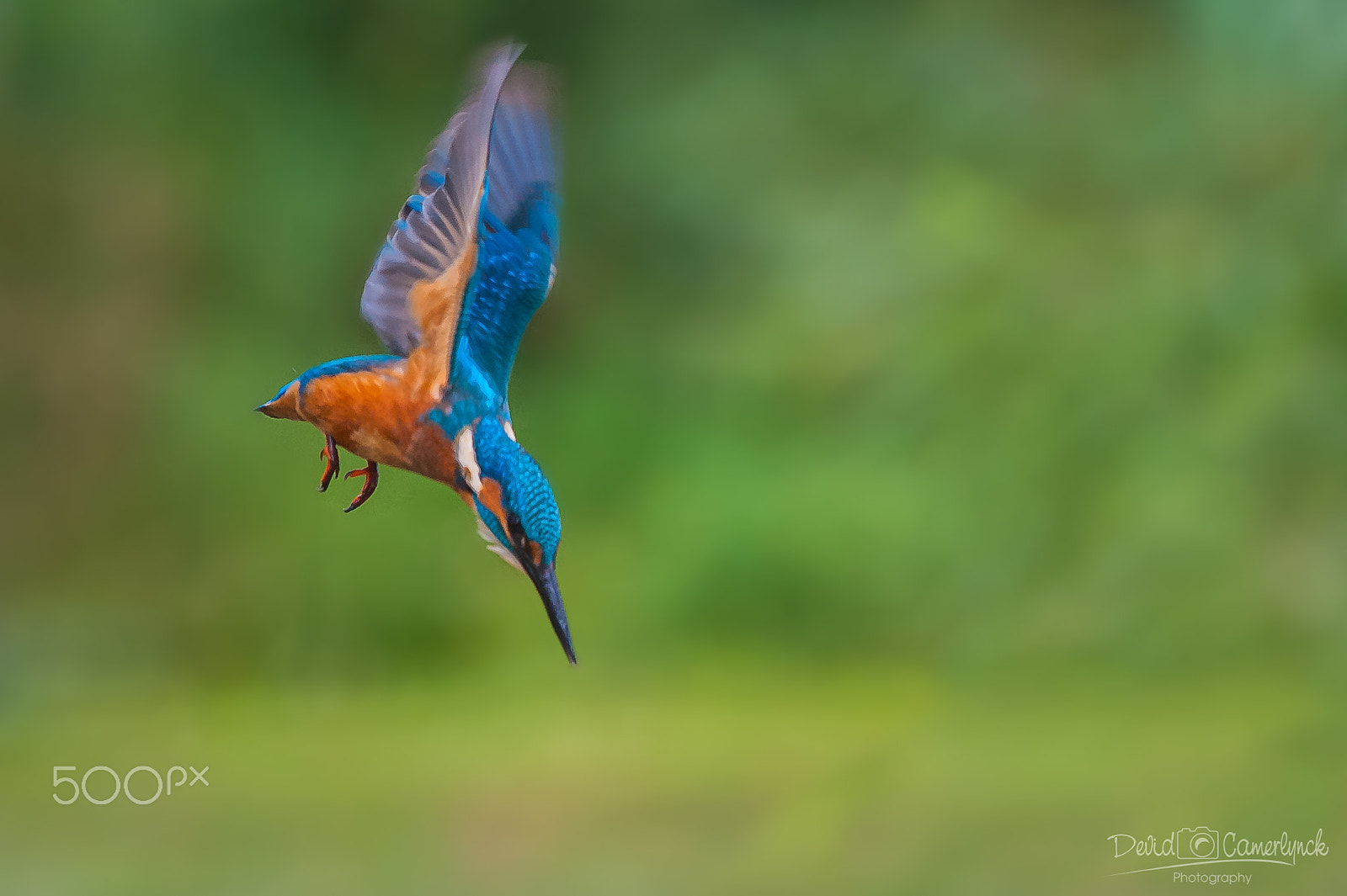 Nikon AF-S Nikkor 200-500mm F5.6E ED VR sample photo. Going 4 the dive photography