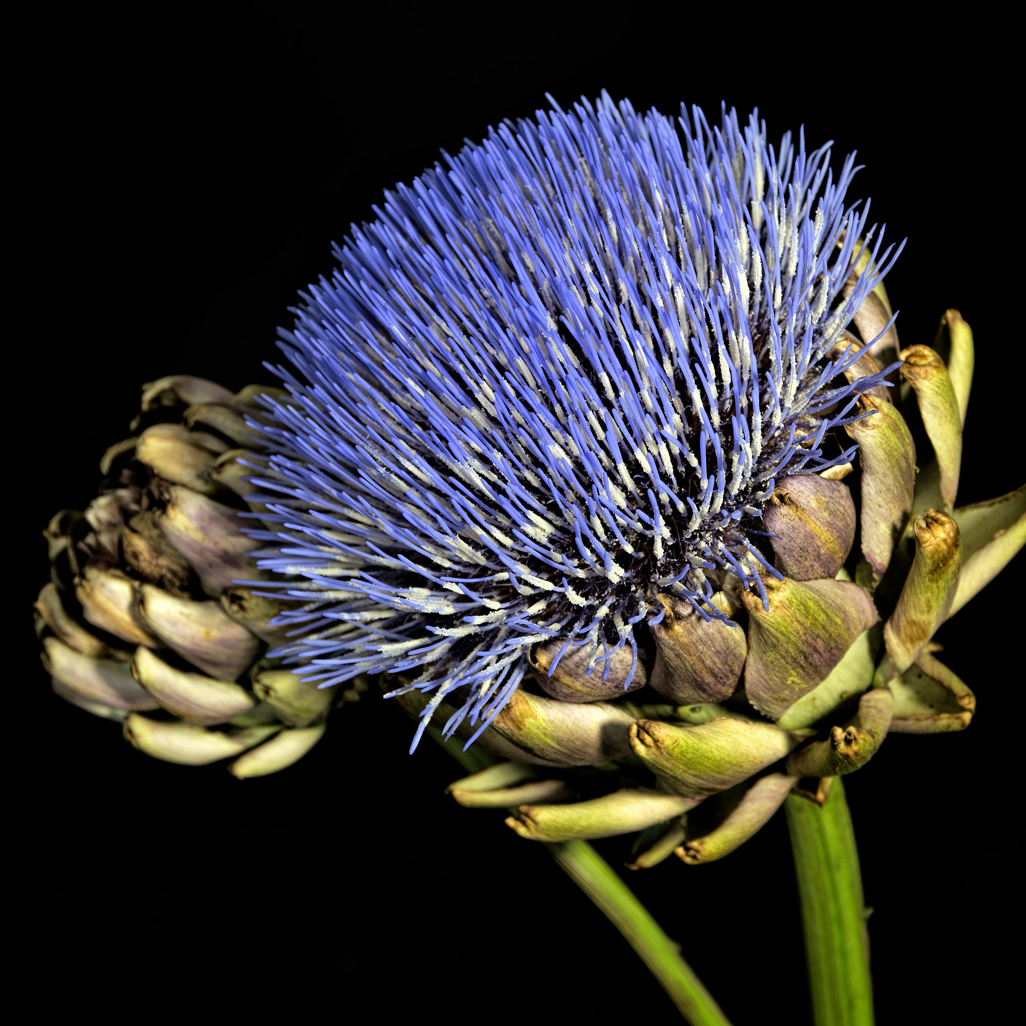 Nikon D3200 sample photo. Artichoke flower photography