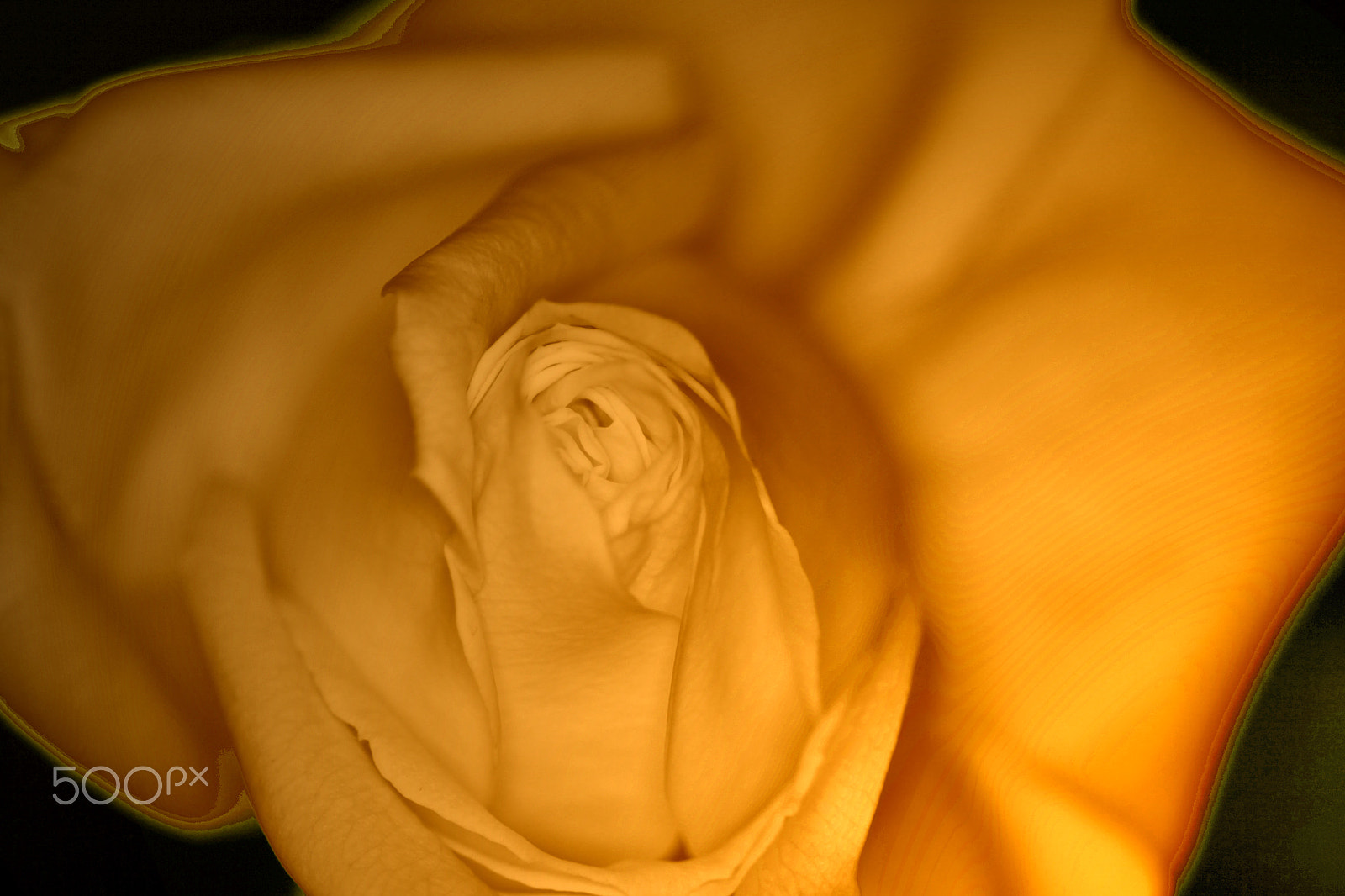 Canon EOS 50D + Sigma 70mm F2.8 EX DG Macro sample photo. Yellow rose photography