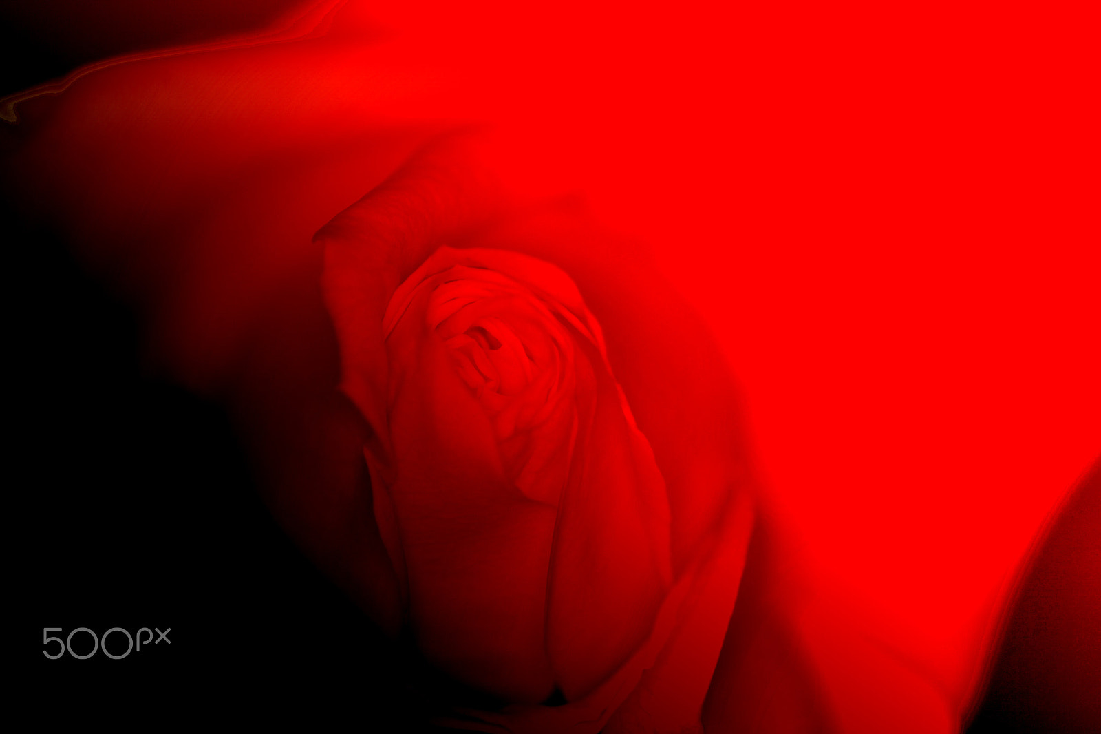 Sigma 70mm F2.8 EX DG Macro sample photo. Red rose photography