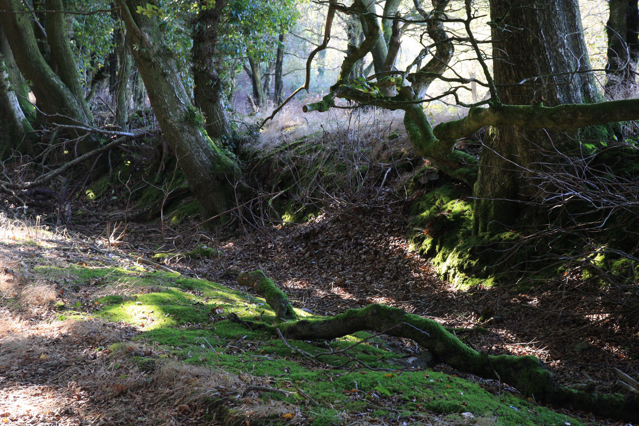 Canon EOS 40D sample photo. Autumn light photography
