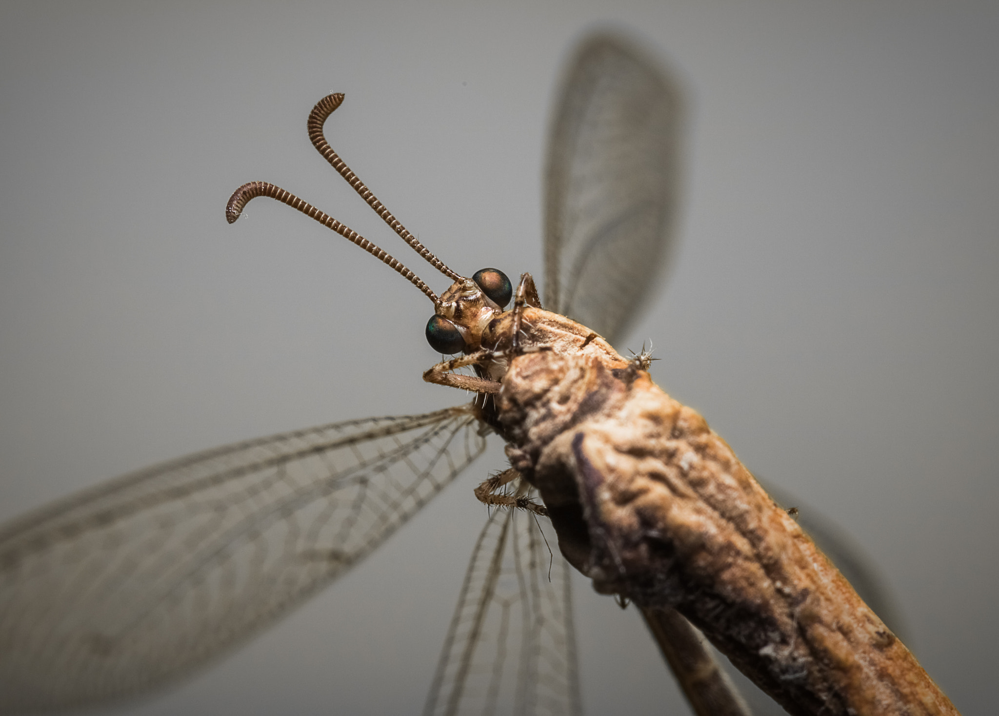 Canon EOS 750D (EOS Rebel T6i / EOS Kiss X8i) + Canon EF 100mm F2.8L Macro IS USM sample photo. Shy insect photography