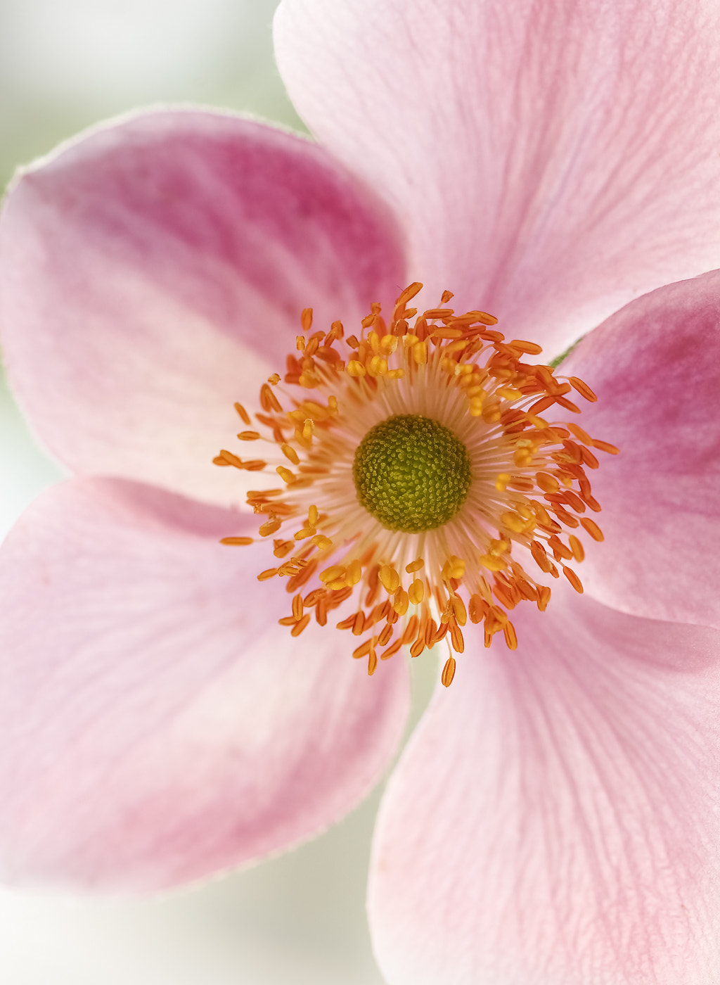 Canon EOS 550D (EOS Rebel T2i / EOS Kiss X4) sample photo. Japanese anemone photography