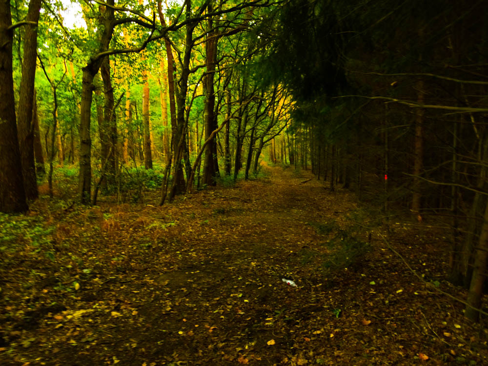 Sony Cyber-shot DSC-WX220 sample photo. Autumn is coming photography