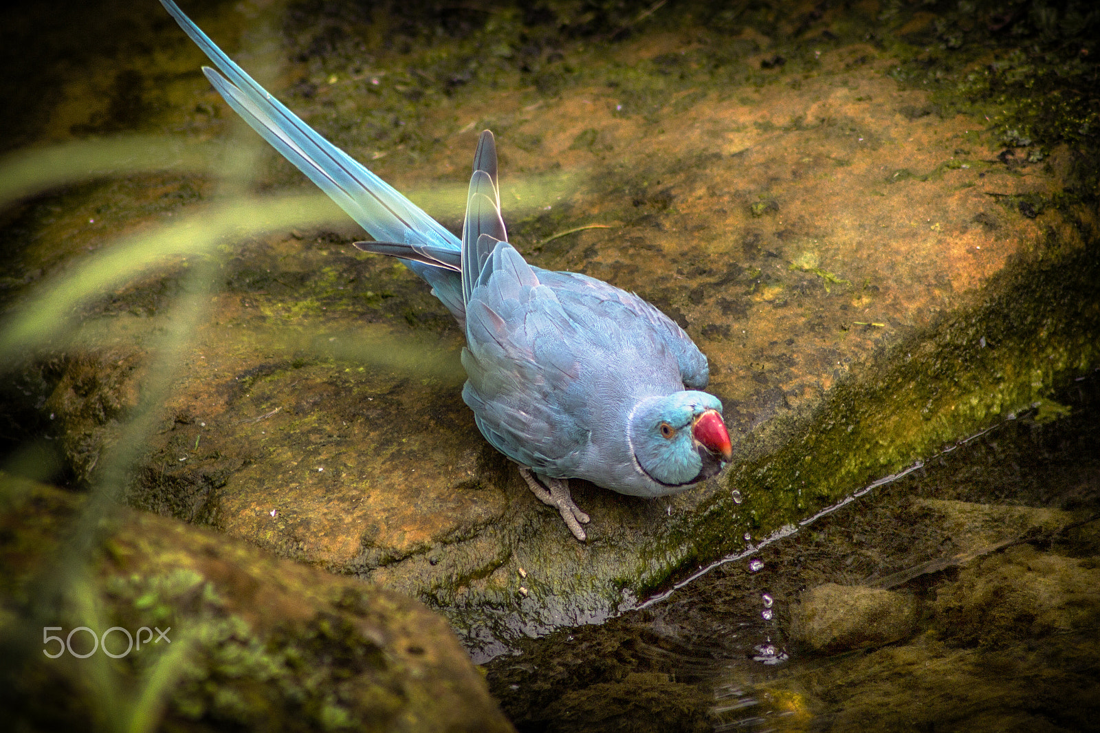 Canon EOS 60D sample photo. Blue parakeet drinking. photography