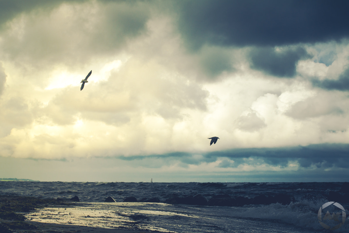 Samsung NX300 + Samsung NX 50-200mm F4-5.6 ED OIS sample photo. Seagulls in the sky photography