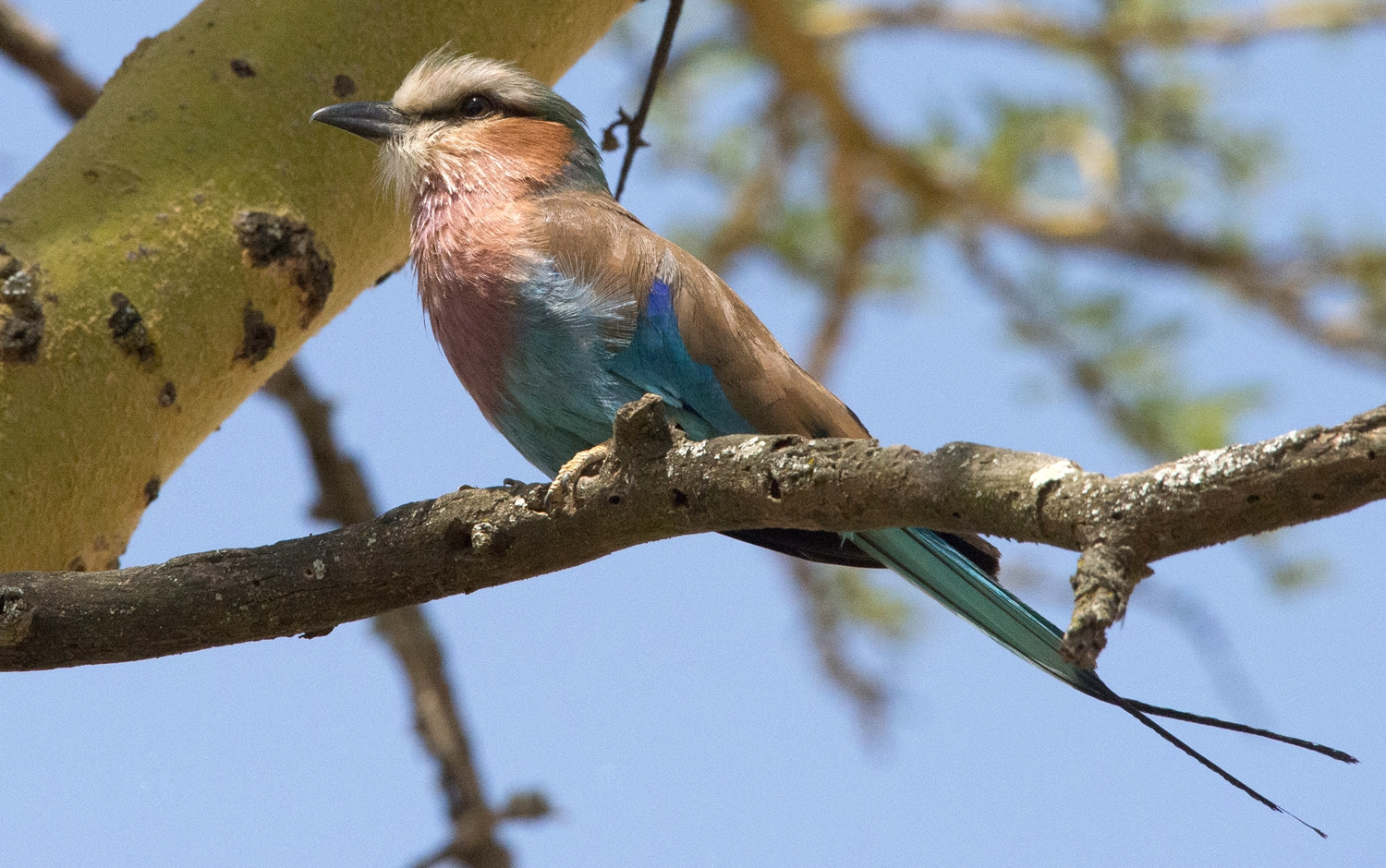 Nikon D800 + Sigma 150-500mm F5-6.3 DG OS HSM sample photo. Lilac-breasted roller photography