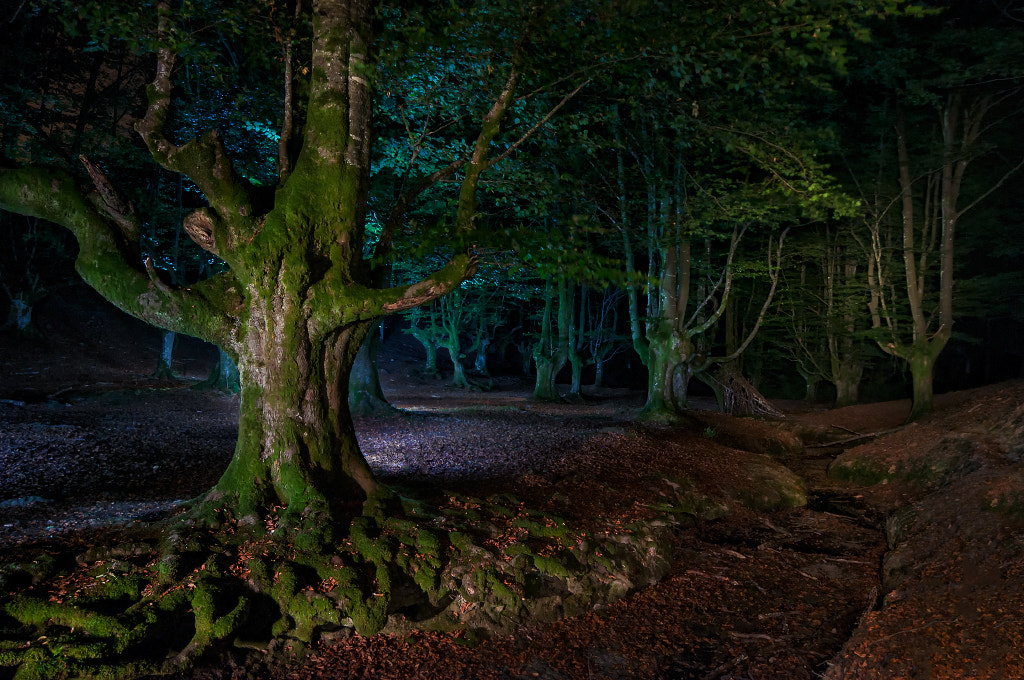 Nikon D90 sample photo. Noche en el bosque mágico photography