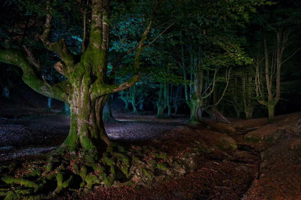 Tokina AT-X Pro 11-16mm F2.8 DX sample photo. Noche en el bosque mágico photography