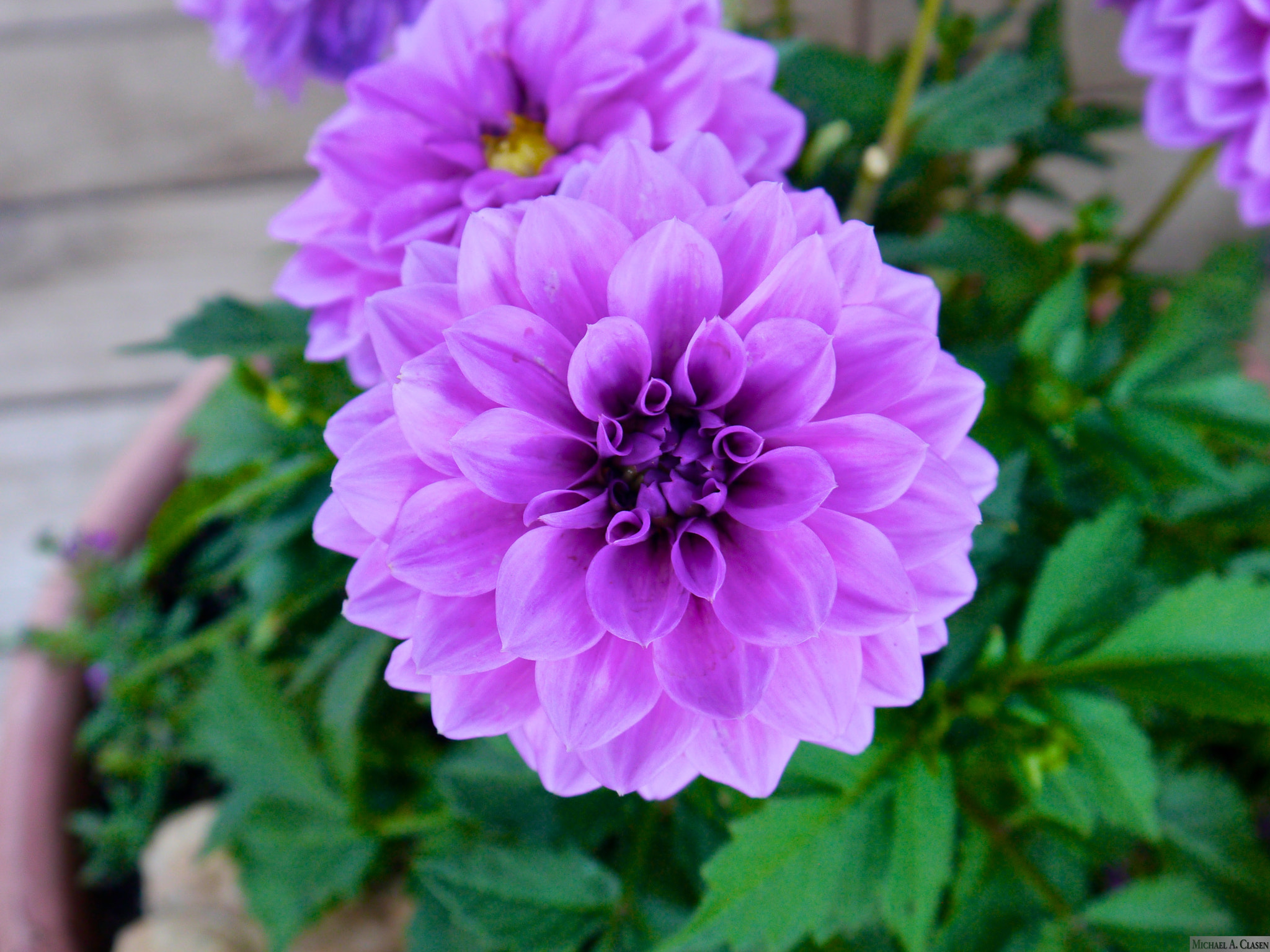 Panasonic Lumix DMC-GX1 sample photo. Blooms photography