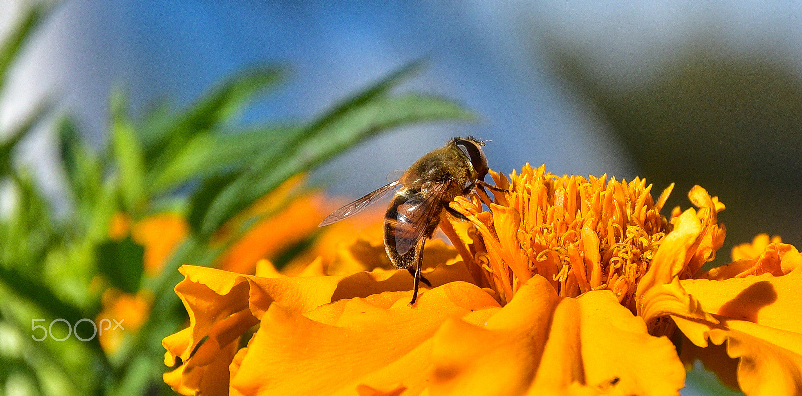 Nikon D750 sample photo. Bee photography