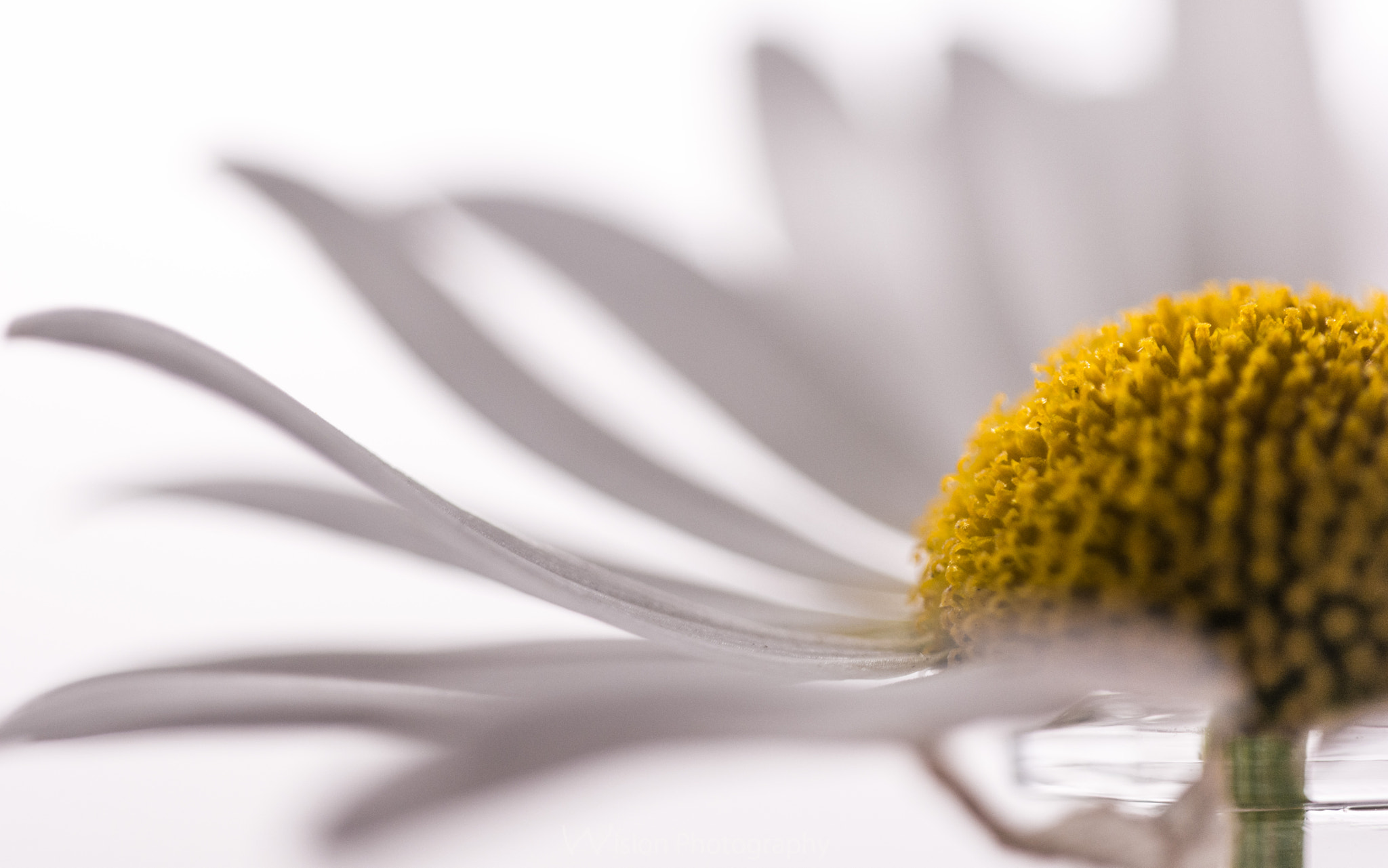 Sigma 150mm F2.8 EX DG Macro HSM sample photo. For u photography