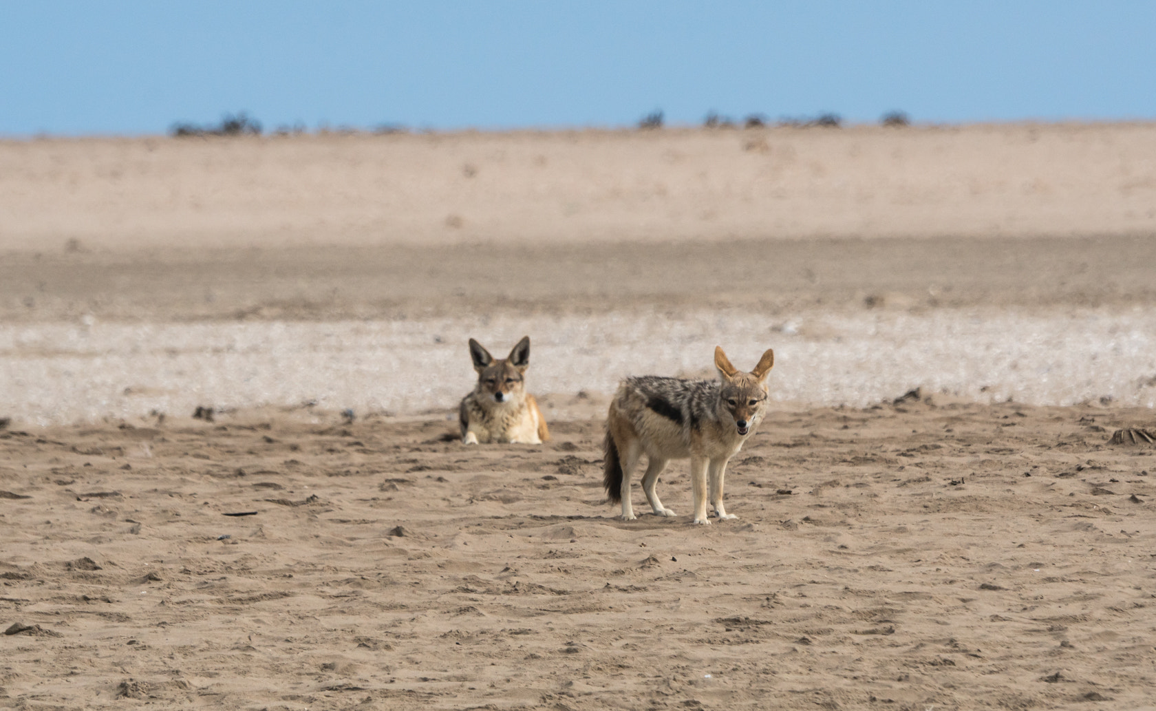 Sony 70-400mm F4-5.6 G SSM II sample photo. Jackall, skeleton coast, namibia photography