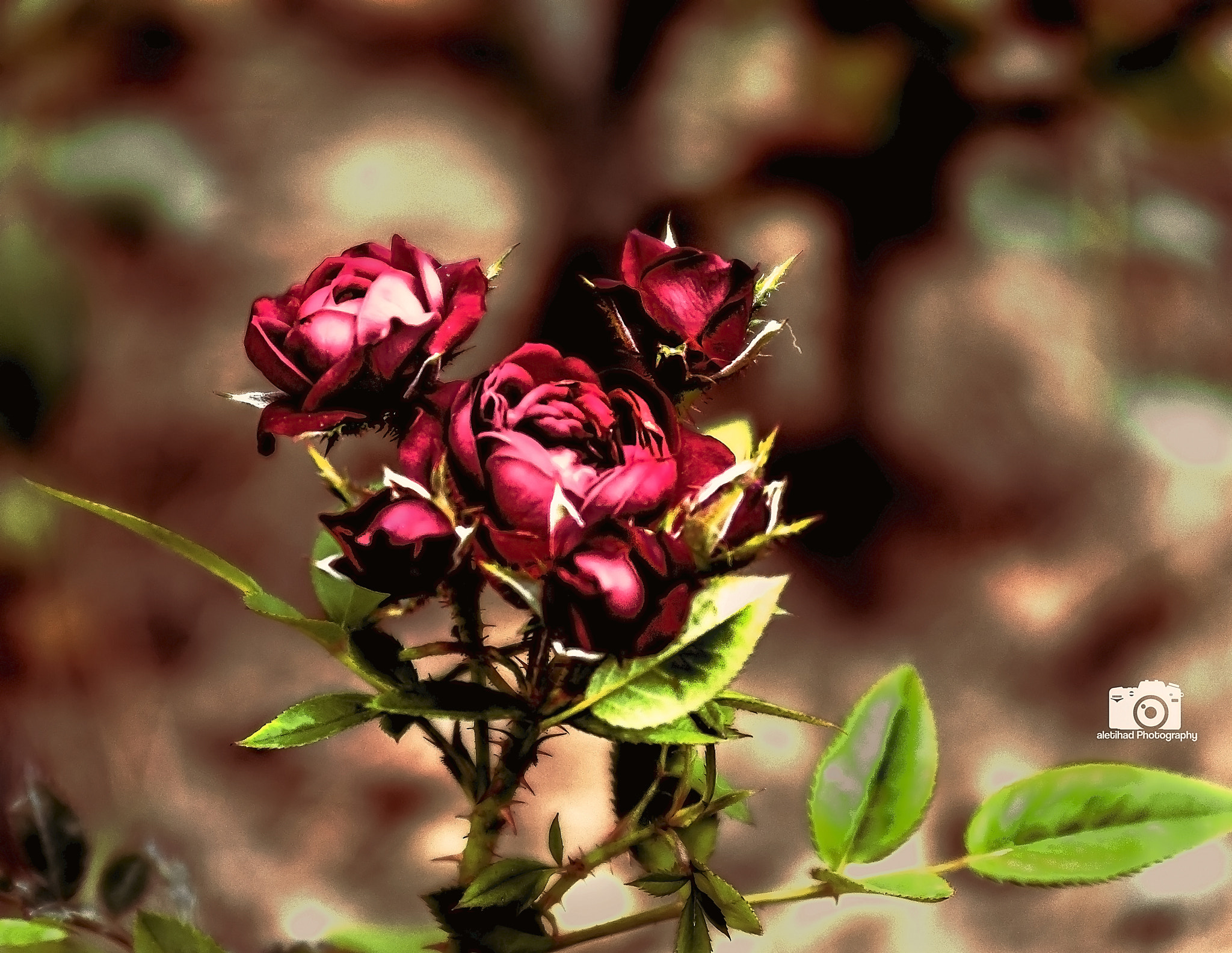 Nikon AF-Nikkor 80-200mm F2.8D ED sample photo. Glossy rose photography