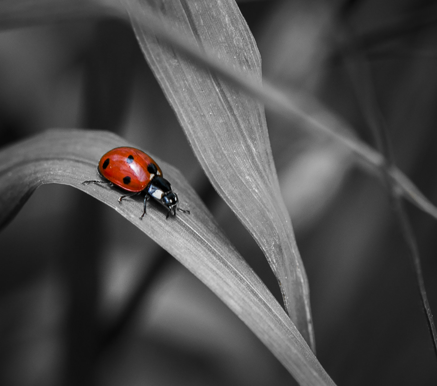 Nikon AF-S Micro-Nikkor 60mm F2.8G ED sample photo. Biedronka photography