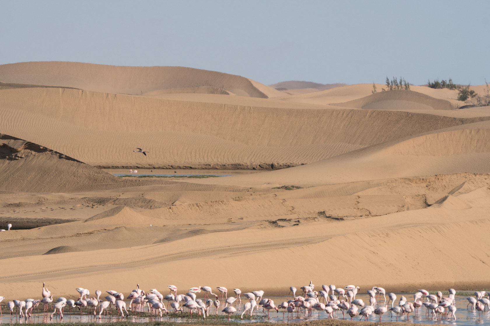 Sony 70-400mm F4-5.6 G SSM II sample photo. Lesser flamingo, skeleton coast, namibia photography