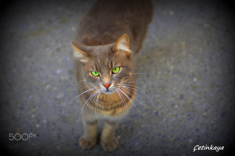 Nikon D3 sample photo. Eyes photography