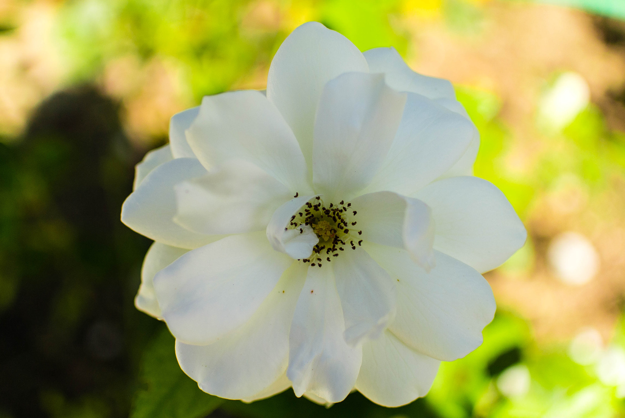 Nikon 1 V1 + Nikon 1 Nikkor 18.5mm F1.8 sample photo. White flower photography