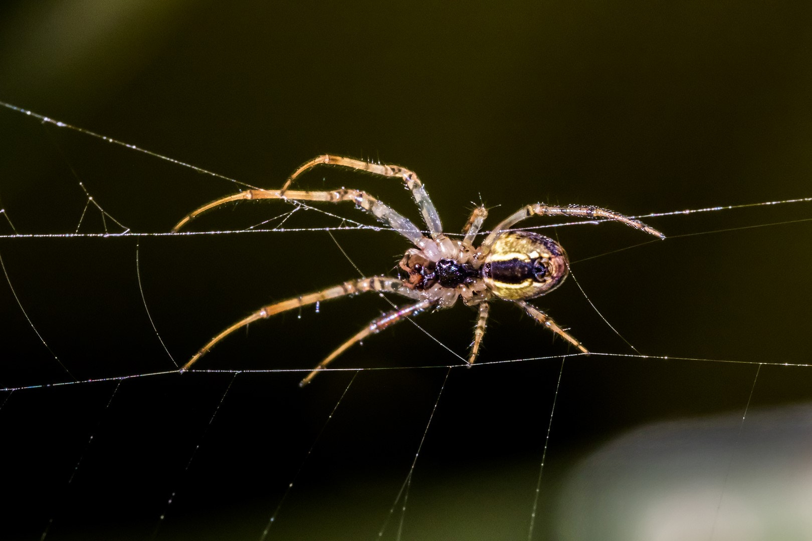 Canon EOS 7D Mark II + Canon EF 100mm F2.8L Macro IS USM sample photo. Small spider photography