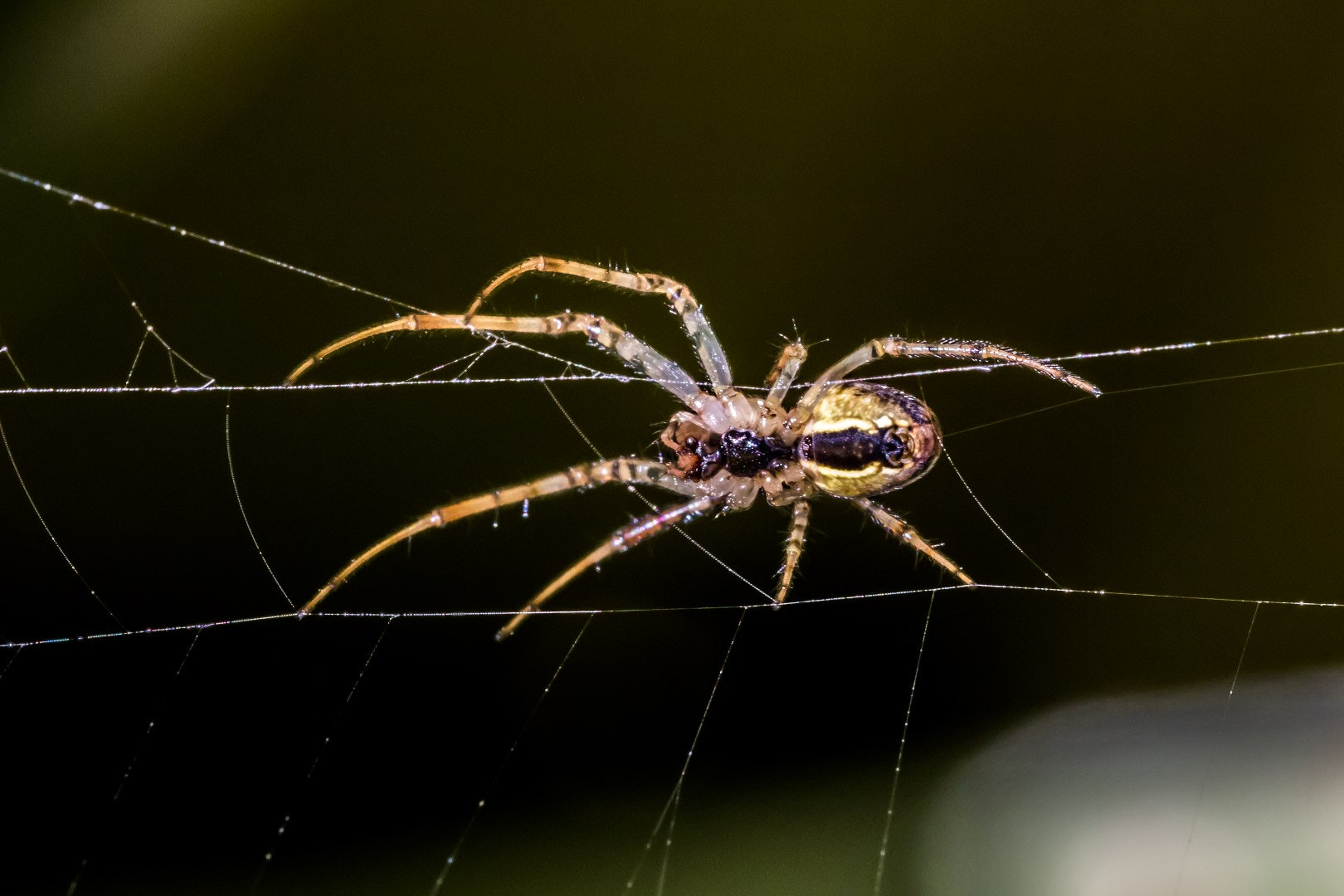 Canon EF 100mm F2.8L Macro IS USM sample photo. Small spider photography