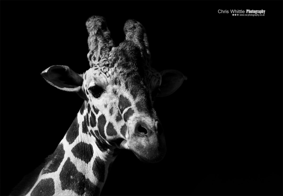 Canon EOS 600D (Rebel EOS T3i / EOS Kiss X5) + Sigma 105mm F2.8 EX DG OS HSM sample photo. Giraffe portrait photography