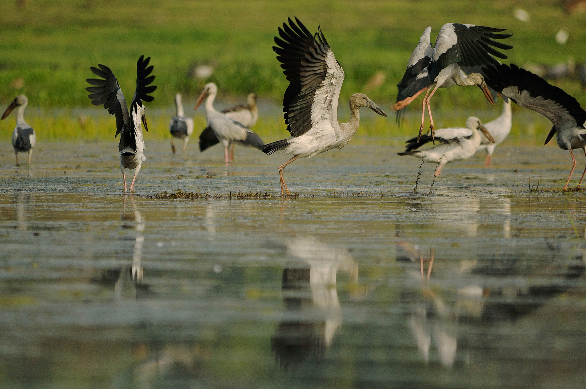 Sigma 50-150mm F2.8 EX APO DC HSM II sample photo. Dancing storks photography