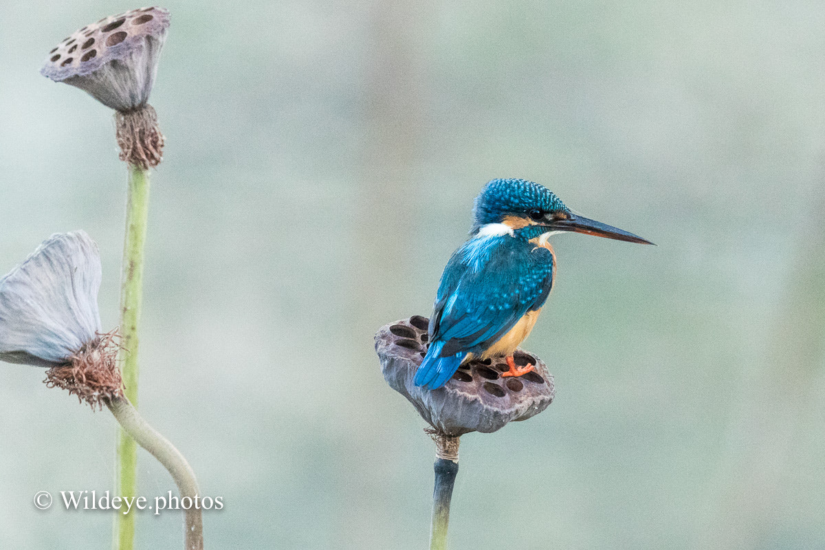 Canon EF 600mm F4L IS II USM sample photo. Common kingfisher photography