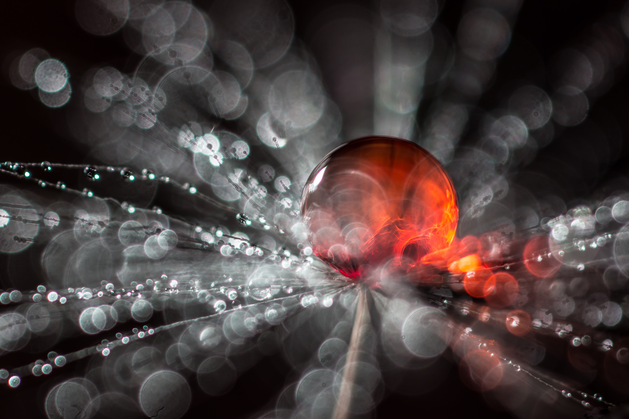 Canon MP-E 65mm F2.5 1-5x Macro Photo sample photo. Dandelion with colored droplet photography