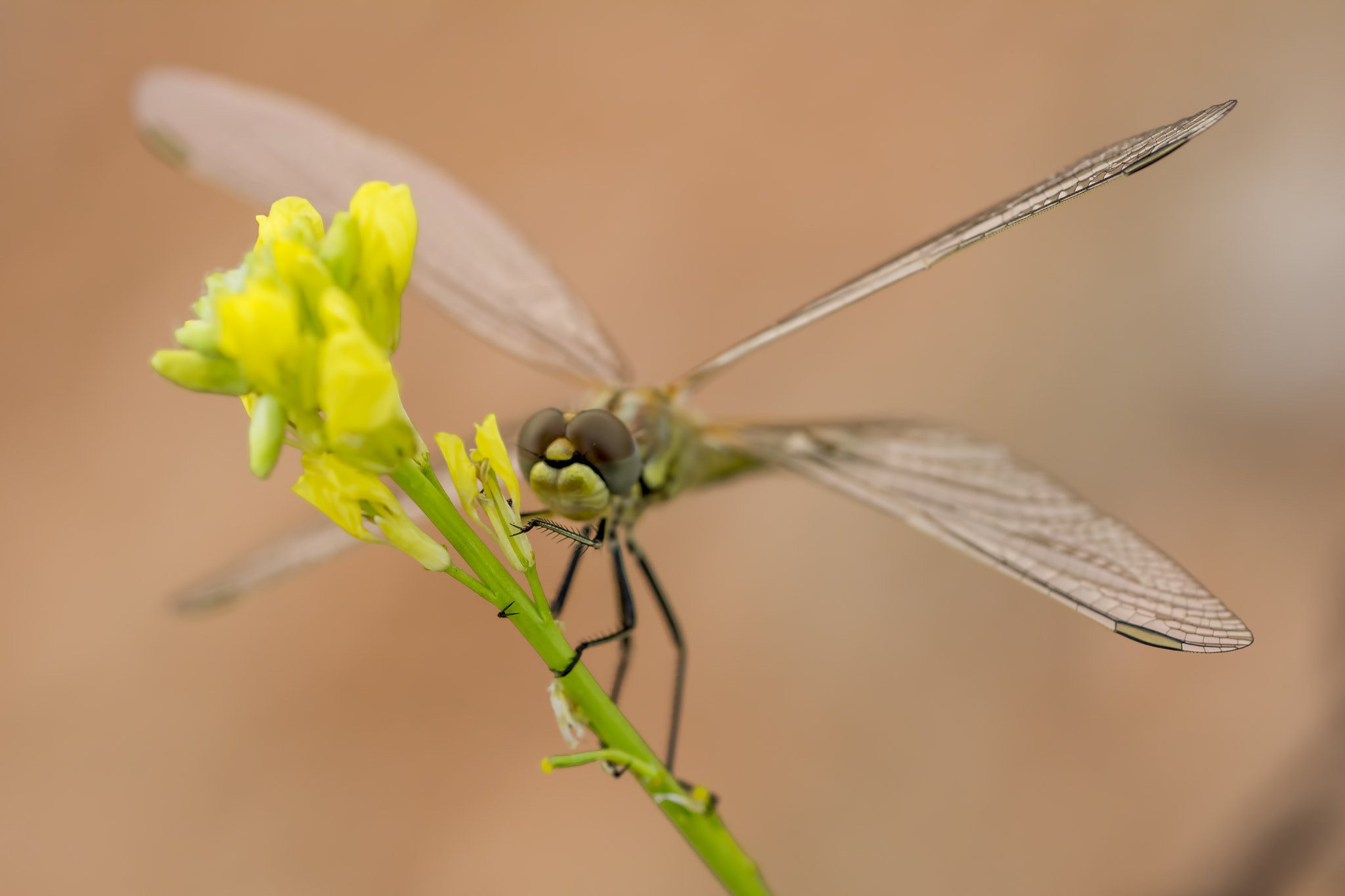 Nikon D7100 + AF Micro-Nikkor 60mm f/2.8 sample photo. X wings photography