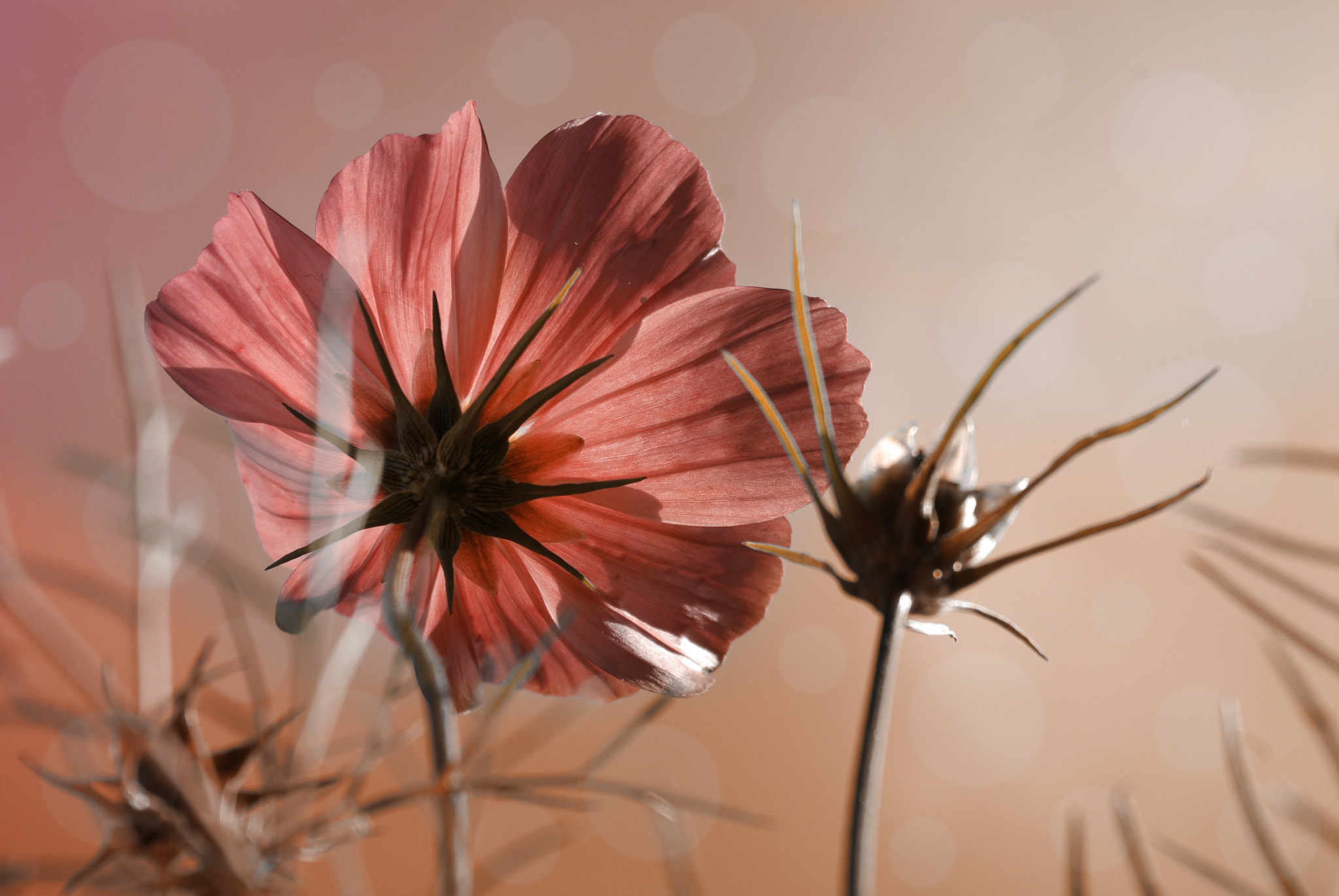 Pentax K-m (K2000) sample photo. Cosmea photography