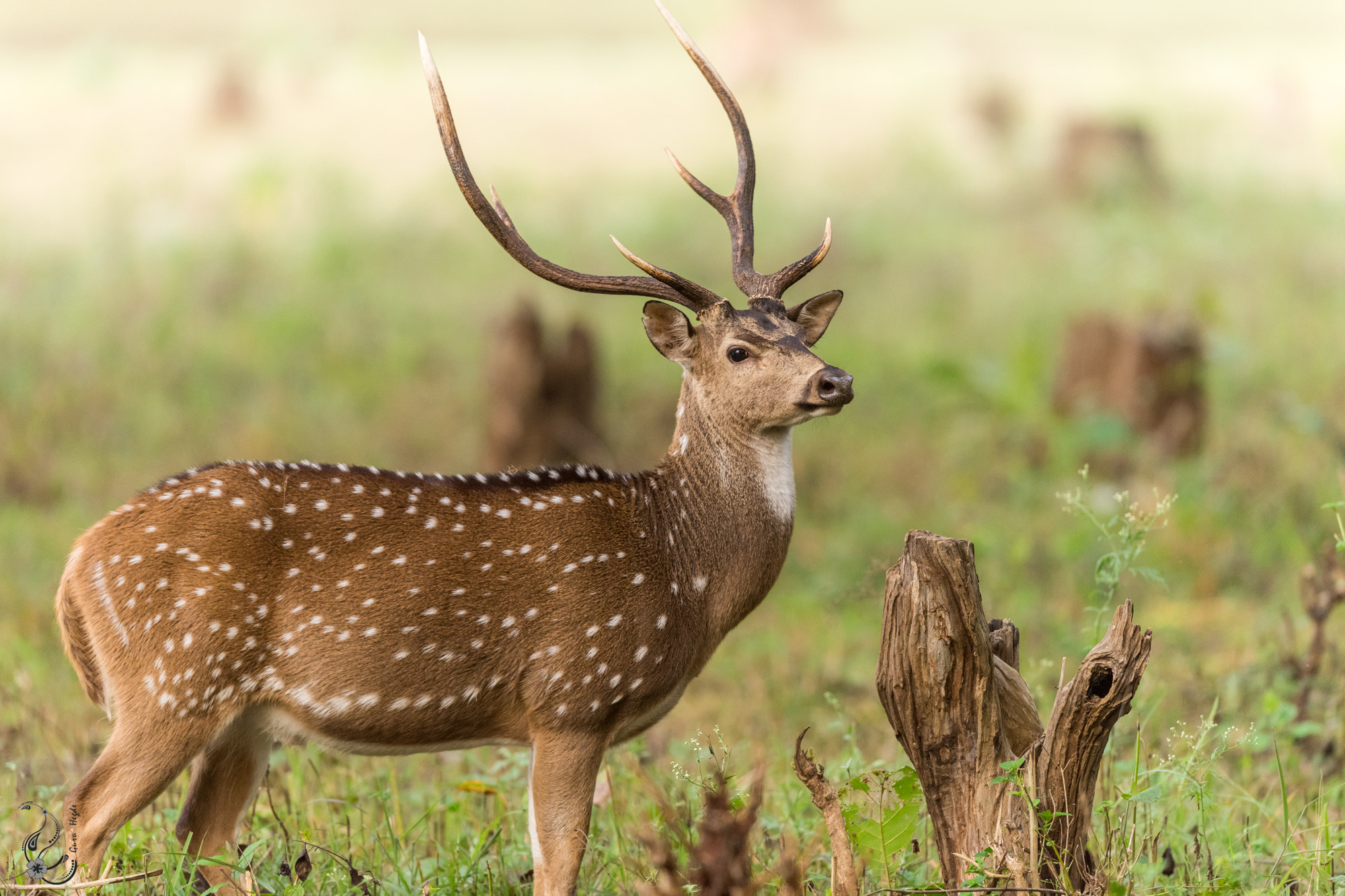 Nikon D810 + Nikon AF-S Nikkor 400mm F2.8G ED VR II sample photo. Spotted deer photography