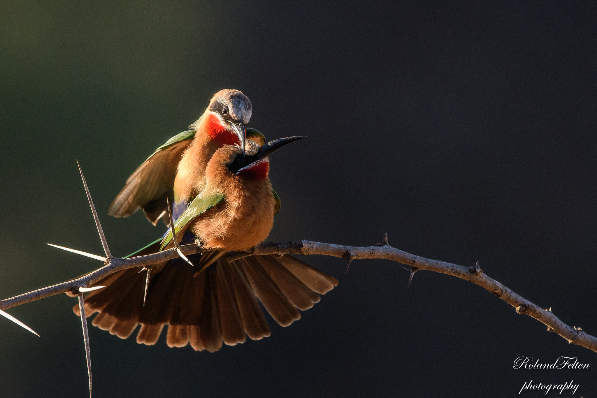 Nikon D500 sample photo. Mating bee-eaters photography