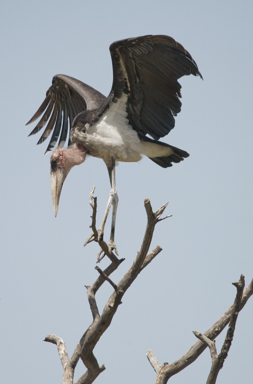 Sigma 150-500mm F5-6.3 DG OS HSM sample photo. Marabou stork photography